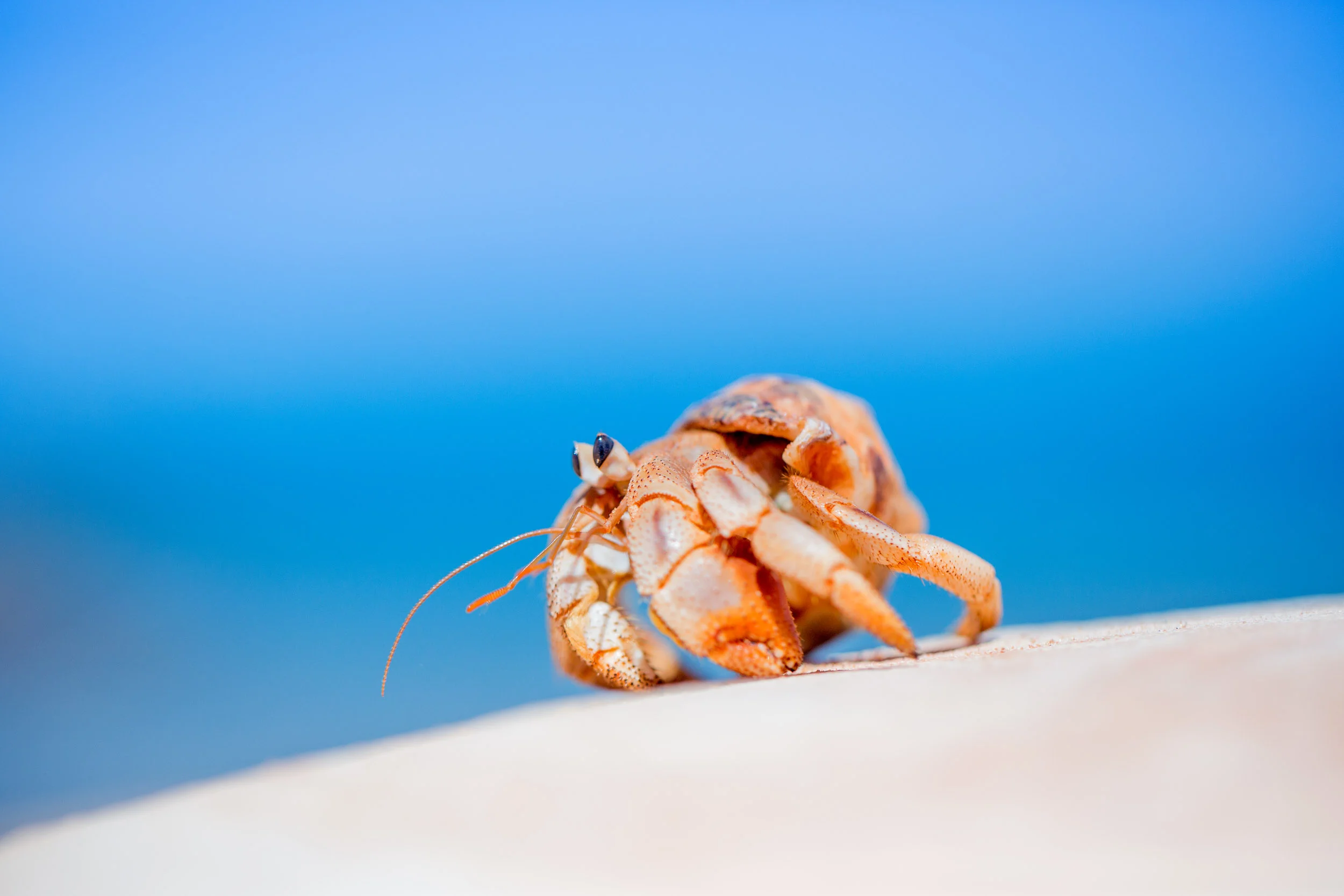hermit-crab-broome-western-australia.jpg