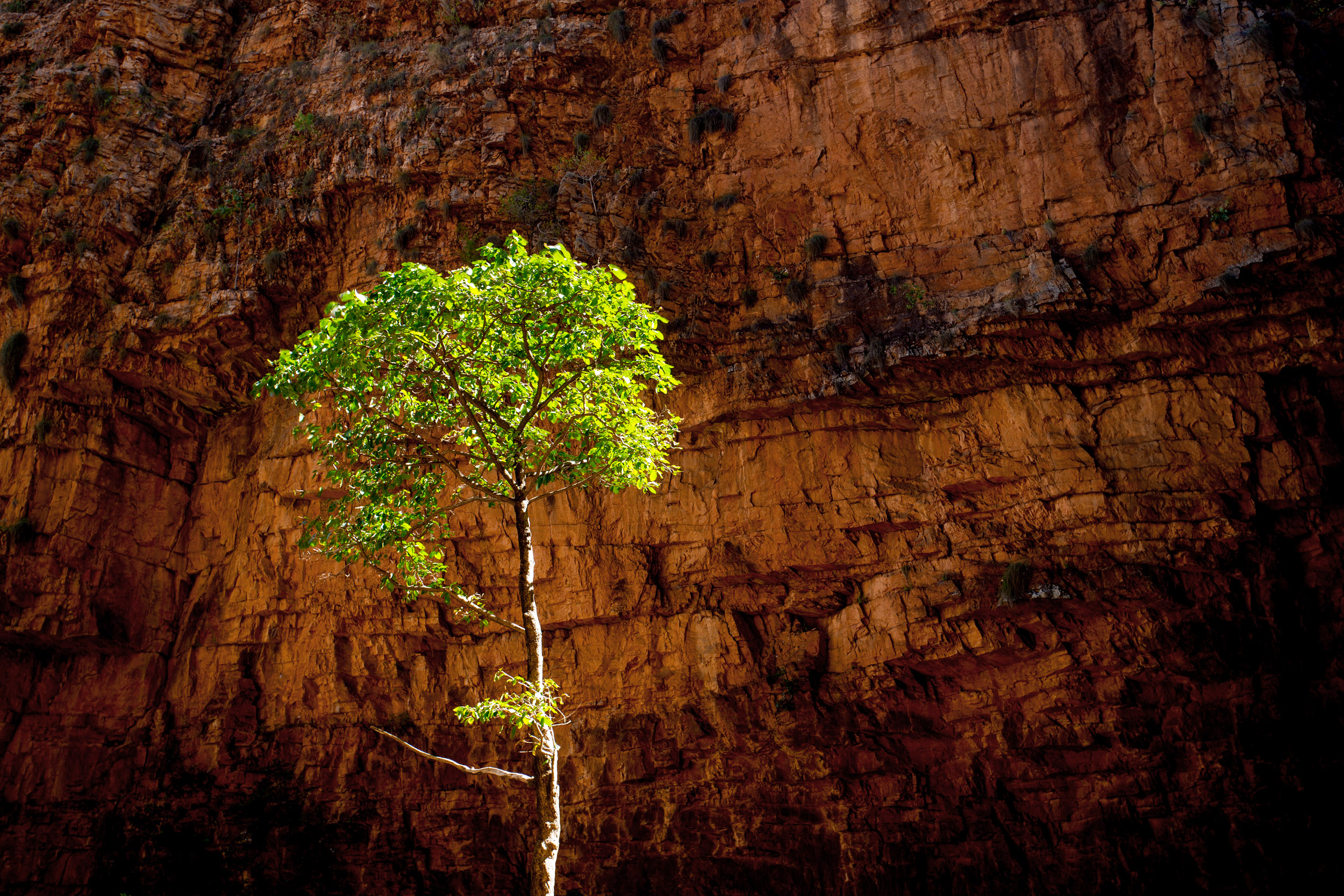 outback-western-australia-tree.jpg