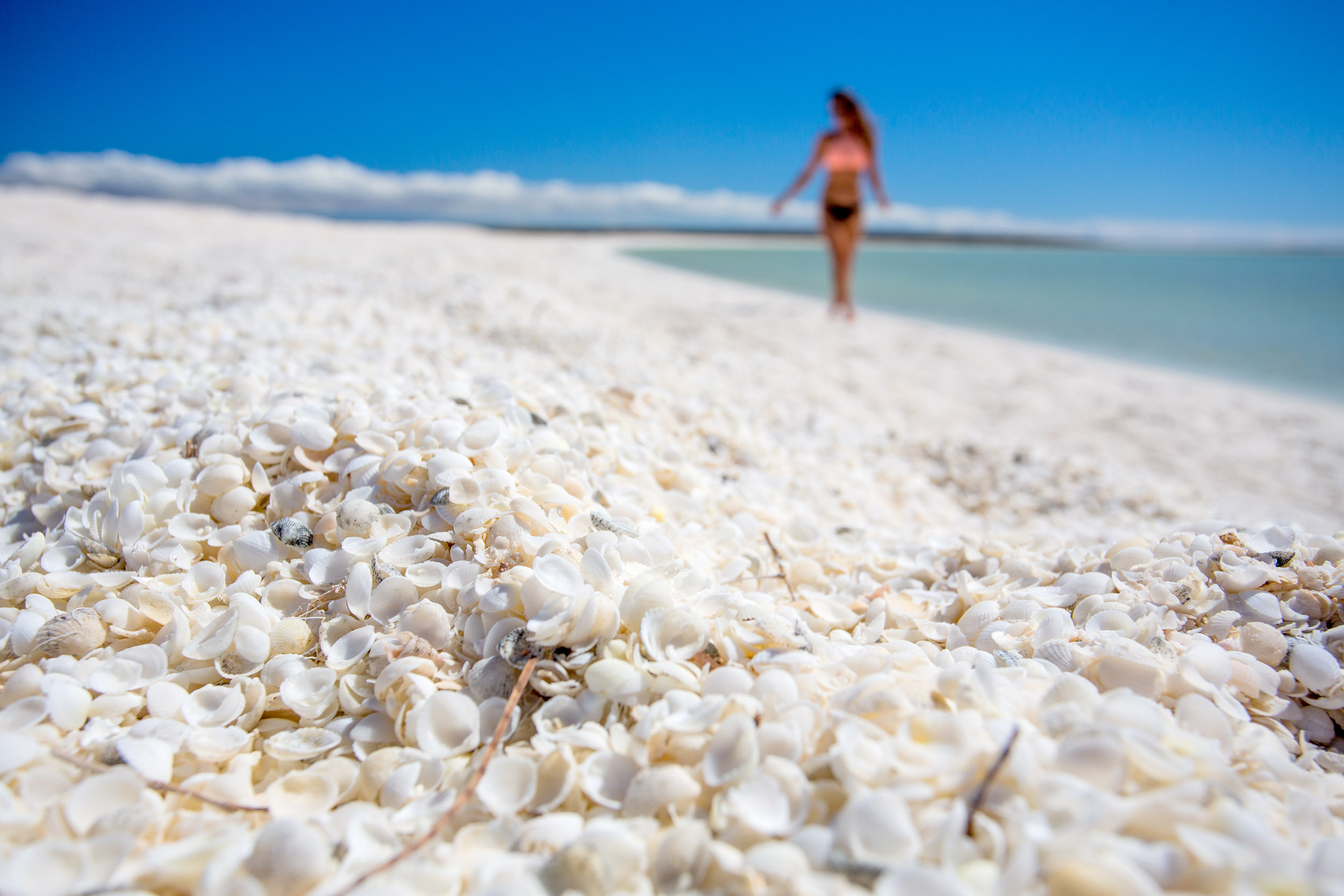 shell-beach-denham-WA.jpg
