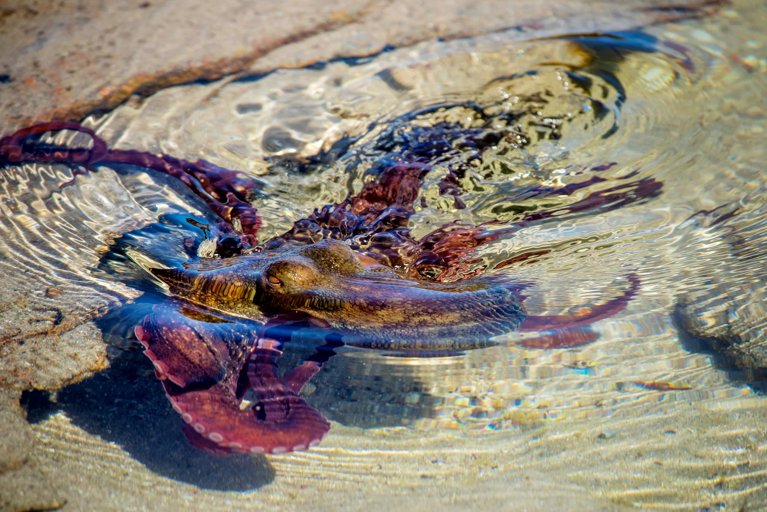 octopus-kalbarri.jpg