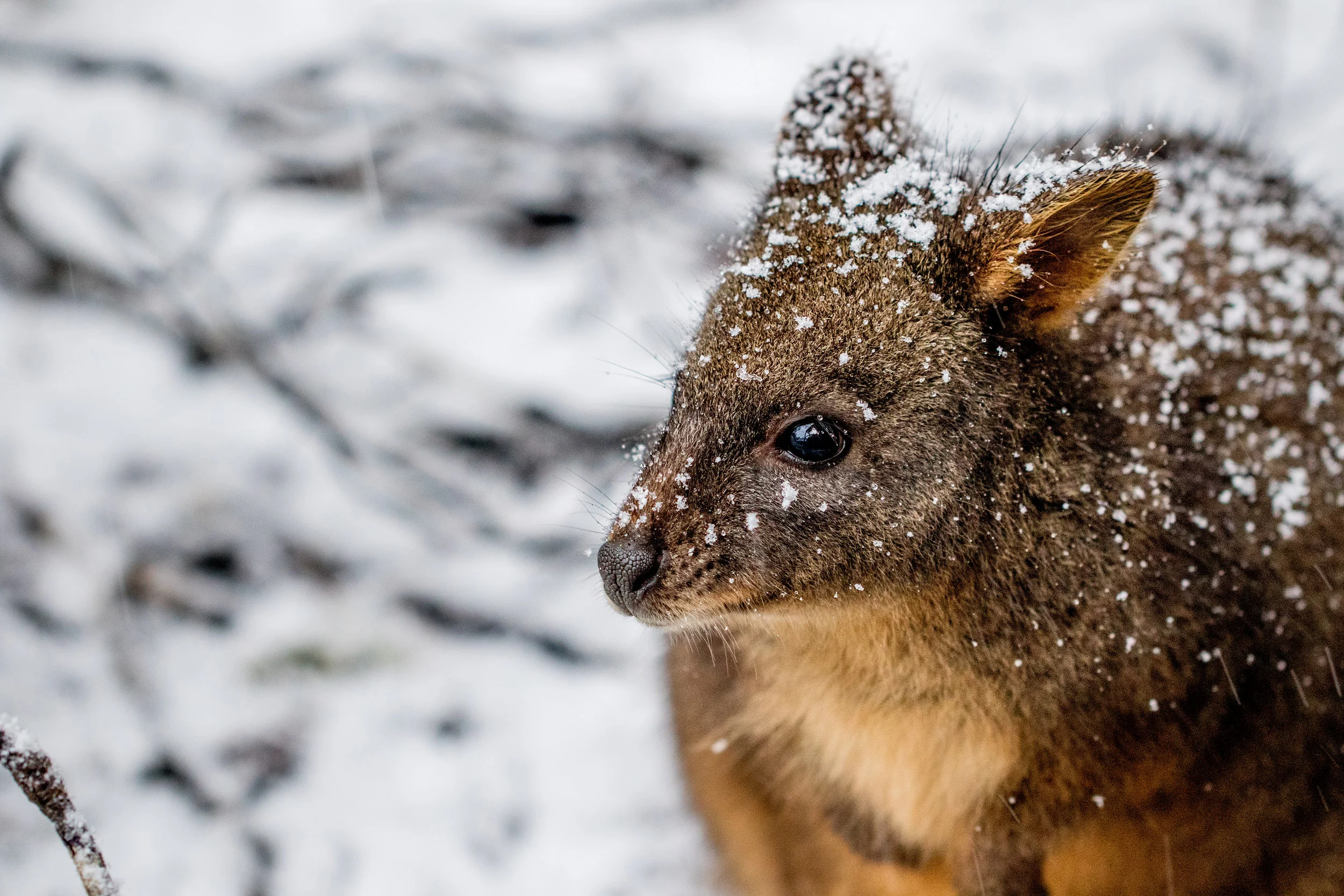 snow-wallaby-tasmania.jpg