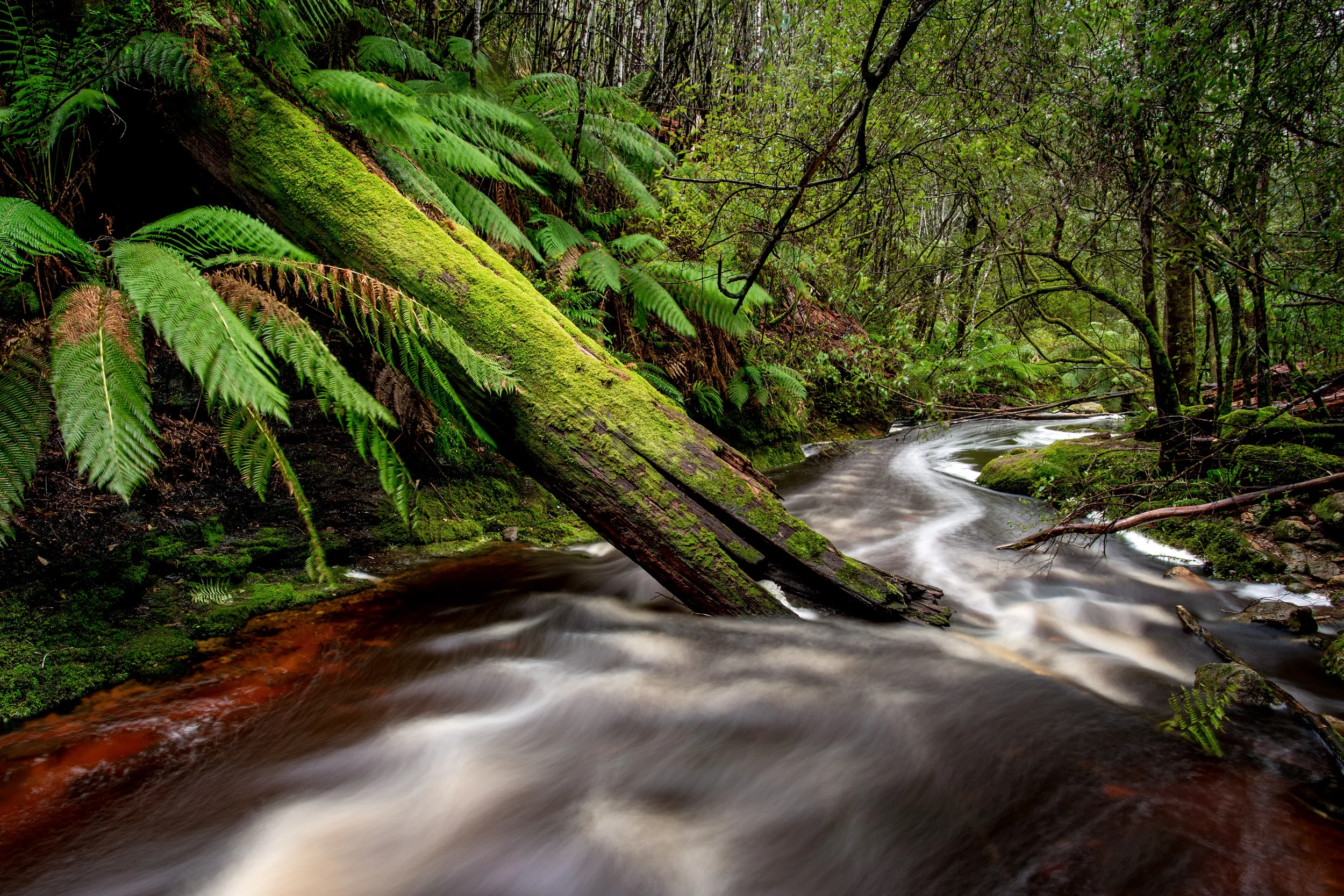 rainforest-tasmania.jpg
