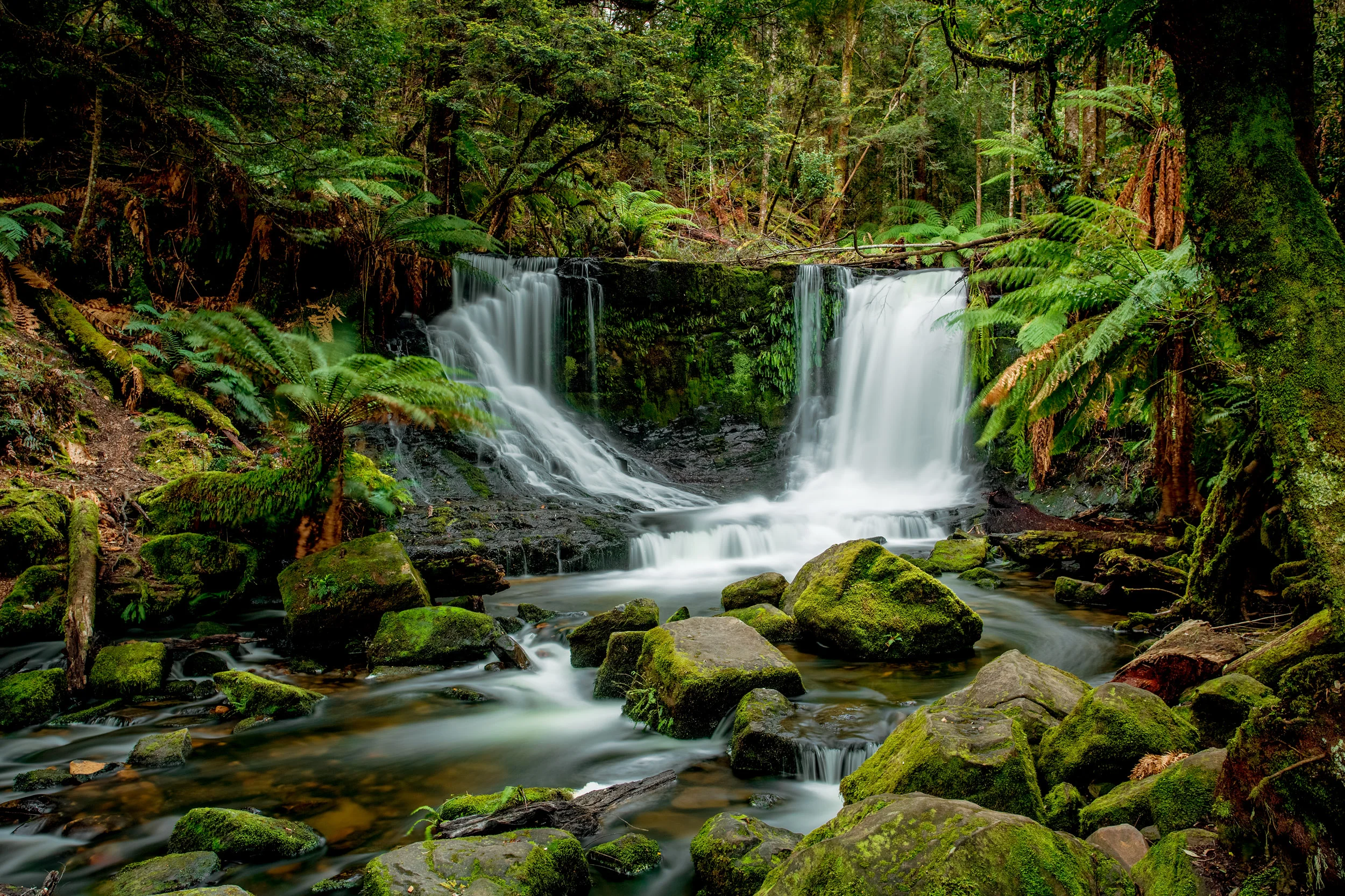 Tasmanian-waterfall-rainforest-hobart.jpg