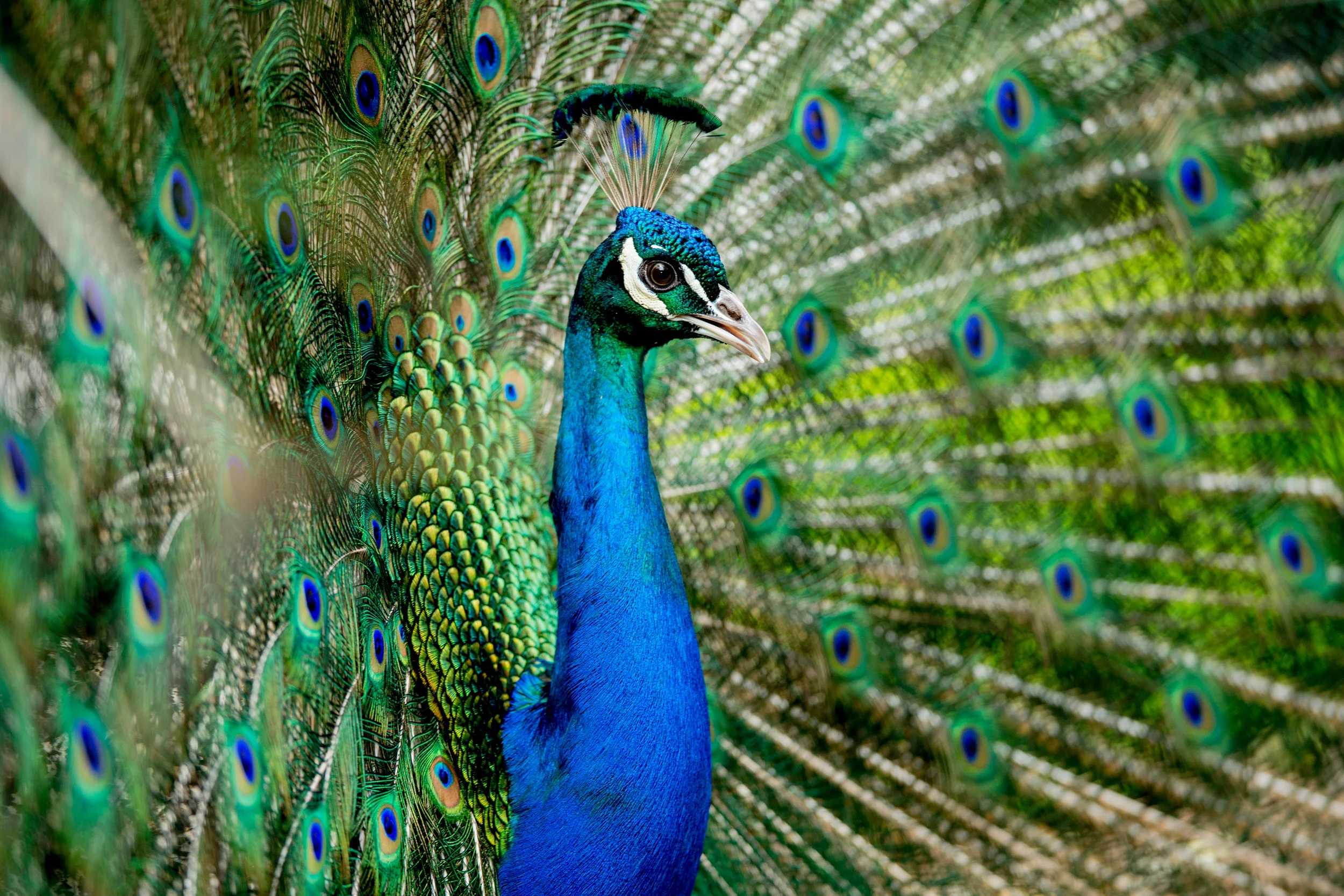 peacock-tasmania-wildlife.jpg