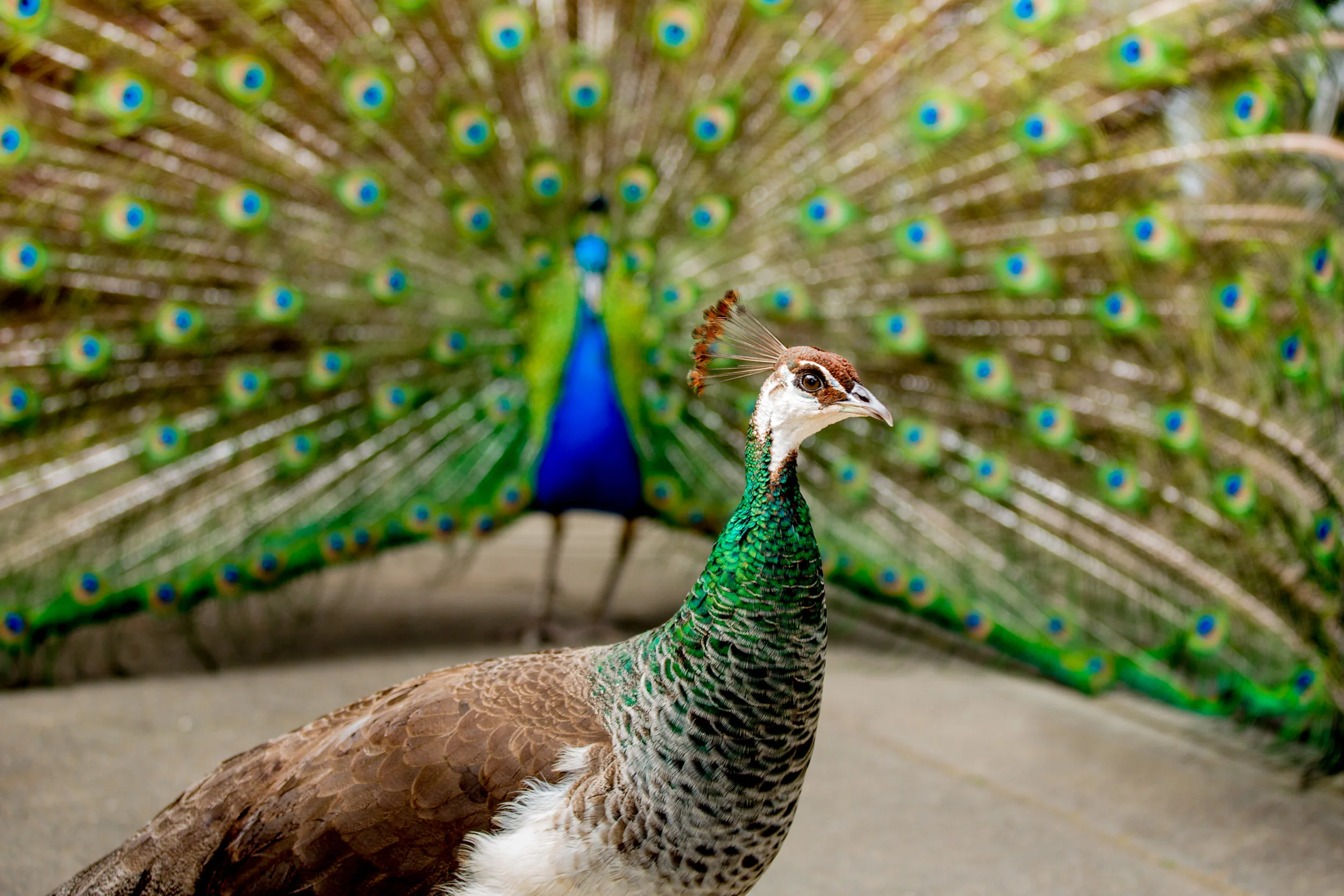 peacocks-in-tasmania.jpg