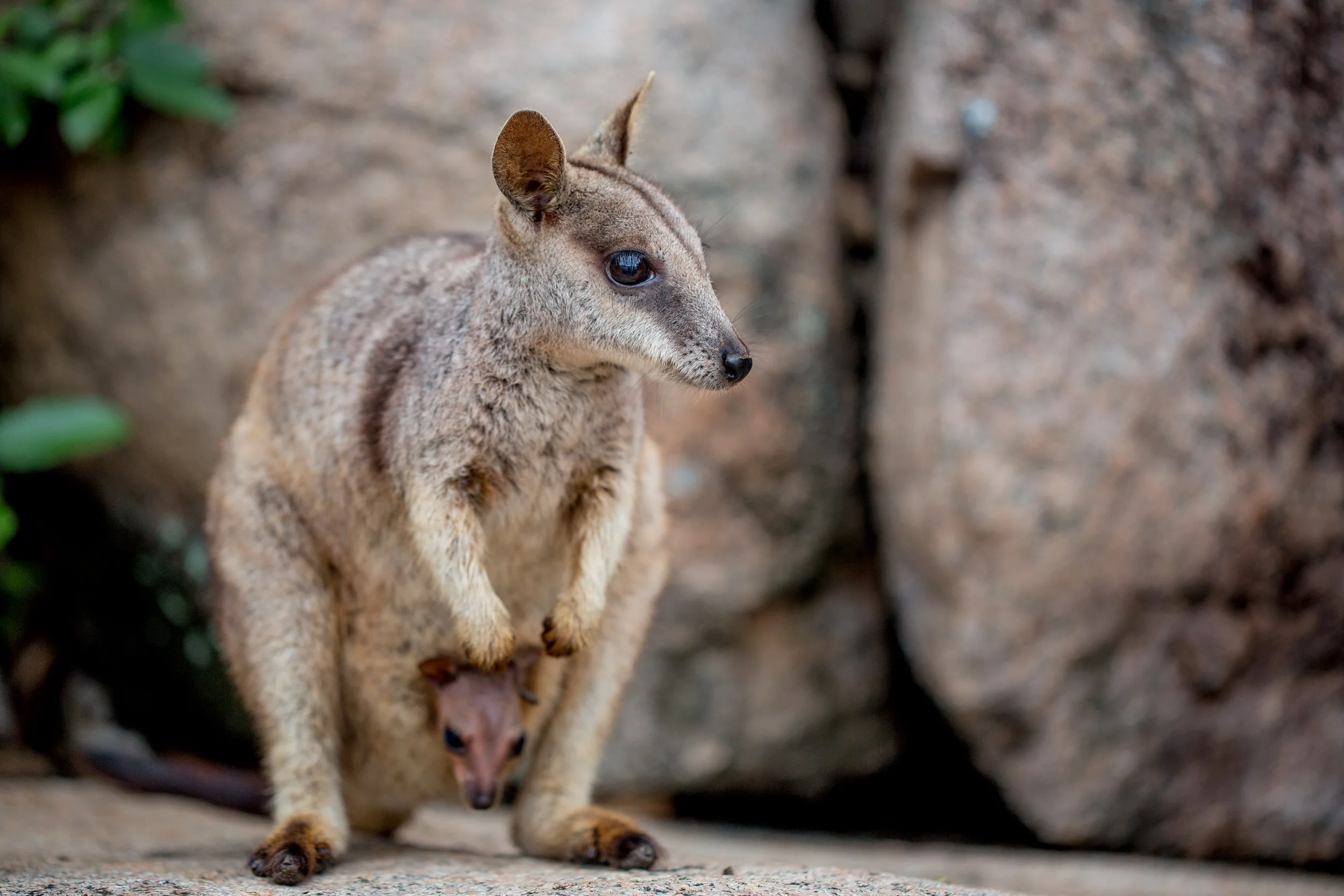 wallabi-magnetic-island.jpg