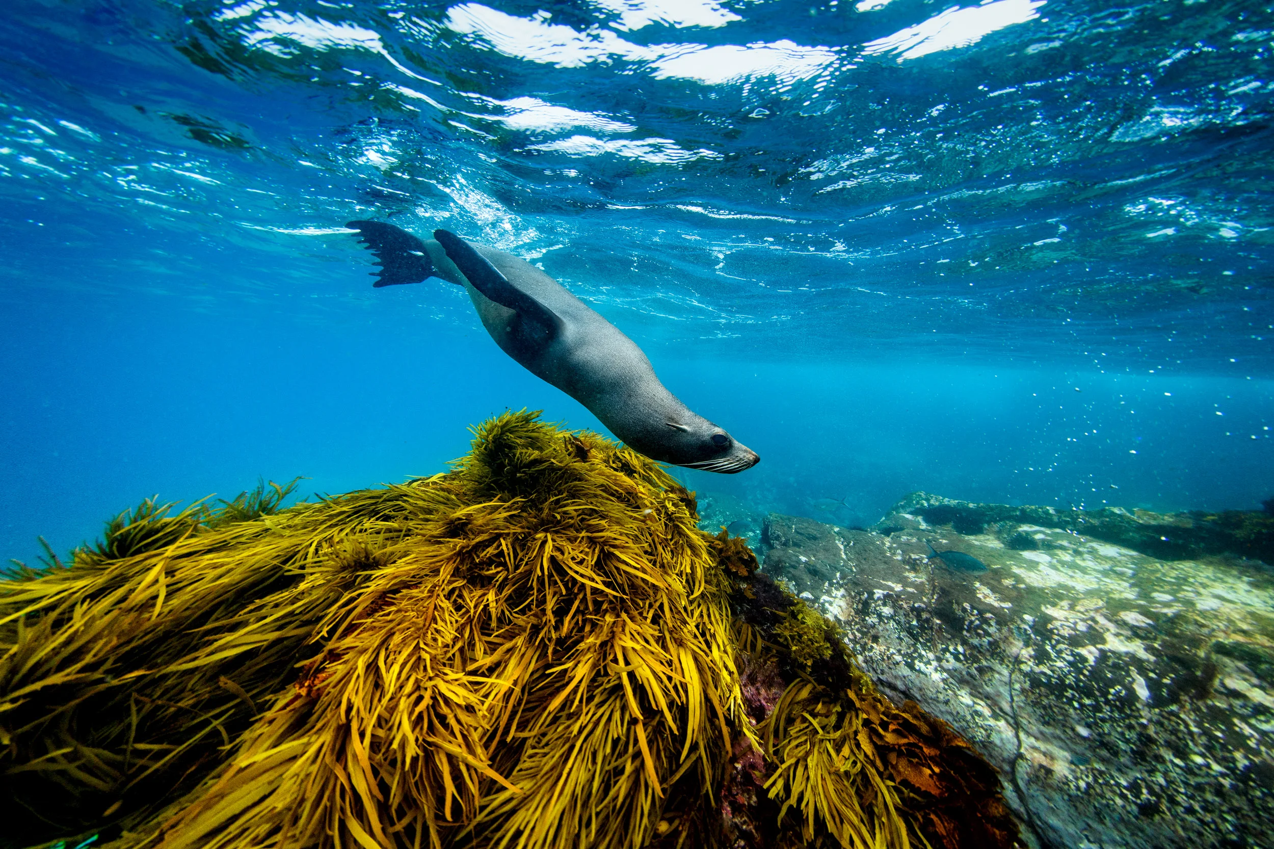 seals-montague-island-narooma-nsw.jpg