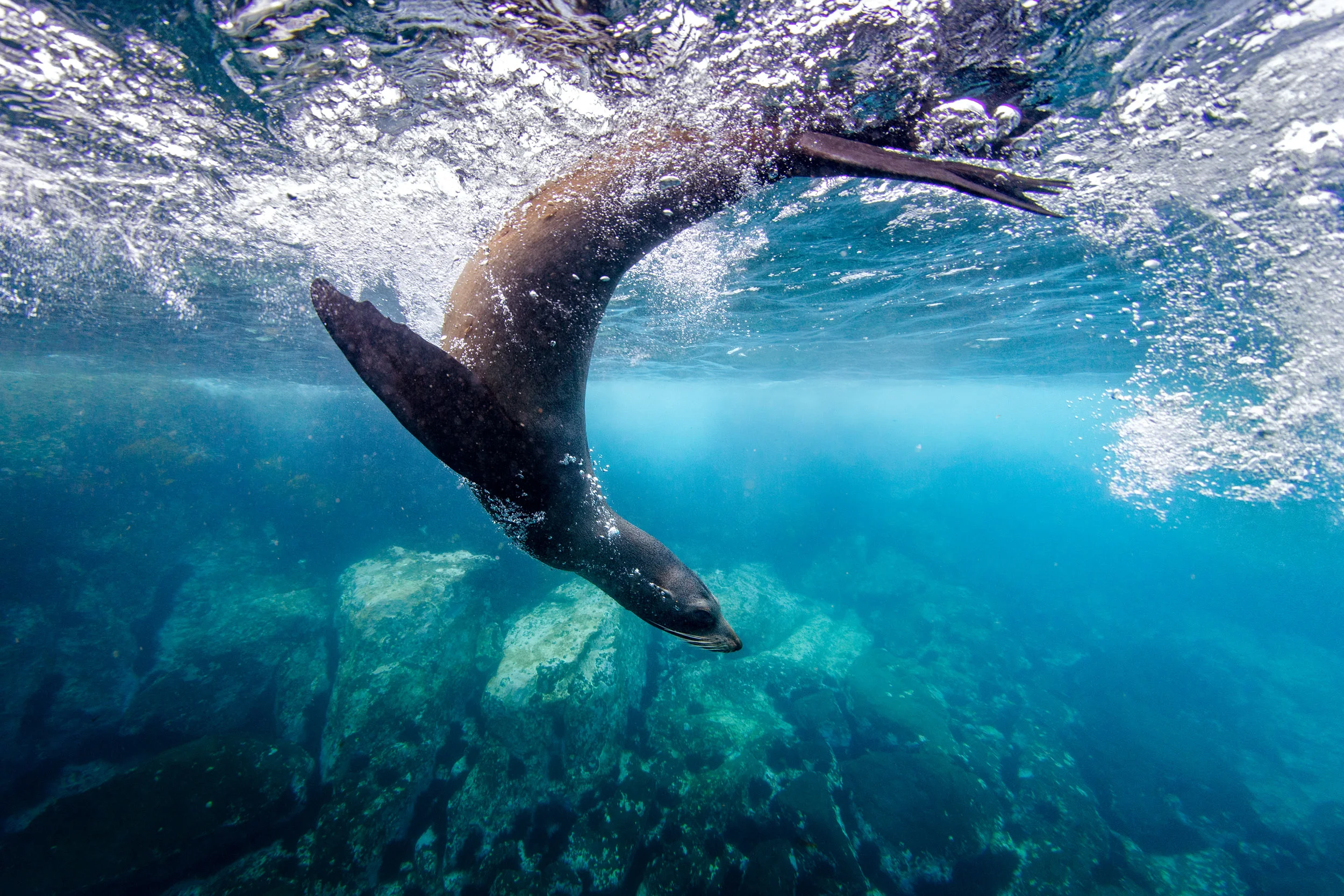 seals-narooma-watershot-swimming-nsw.jpg