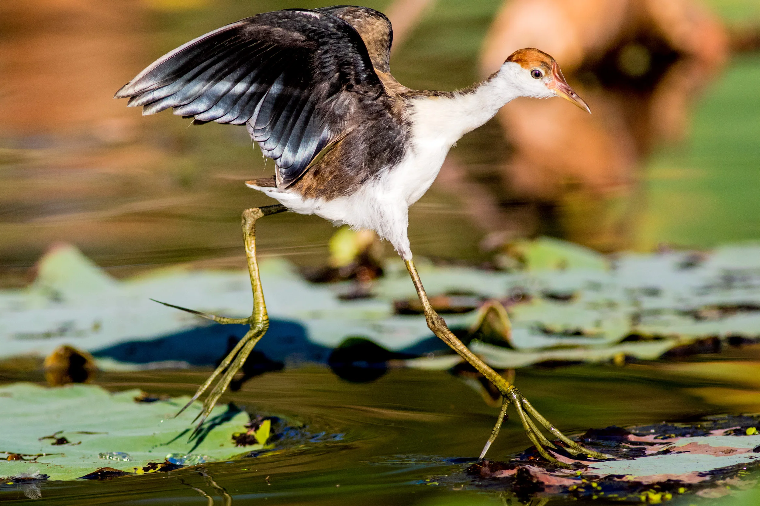 bird-life-kakadu-northern-territory.jpg