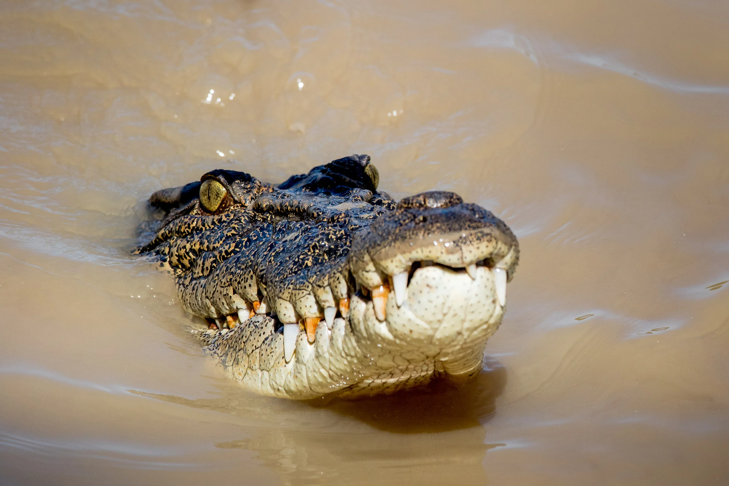 crocs-NT.jpg