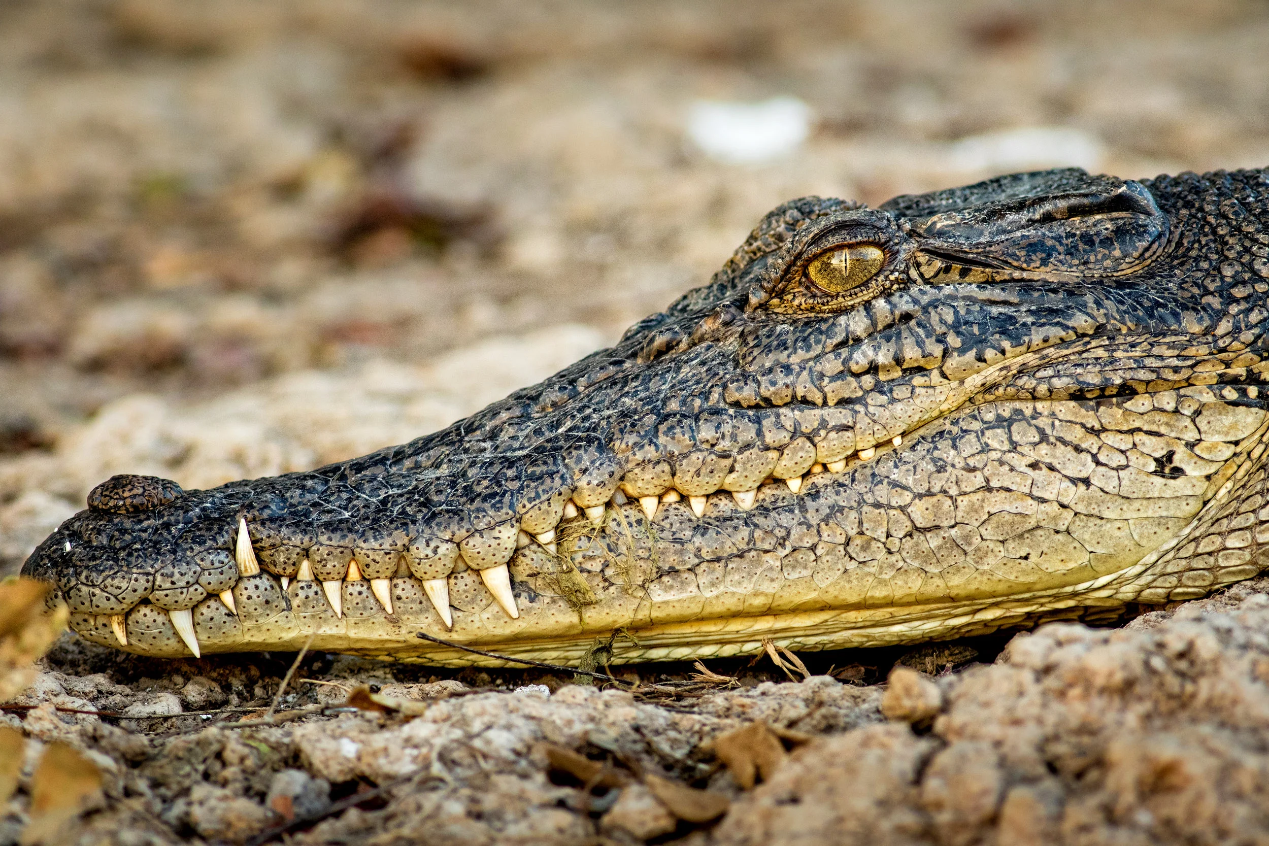 crocodiles-northern-territory.jpg