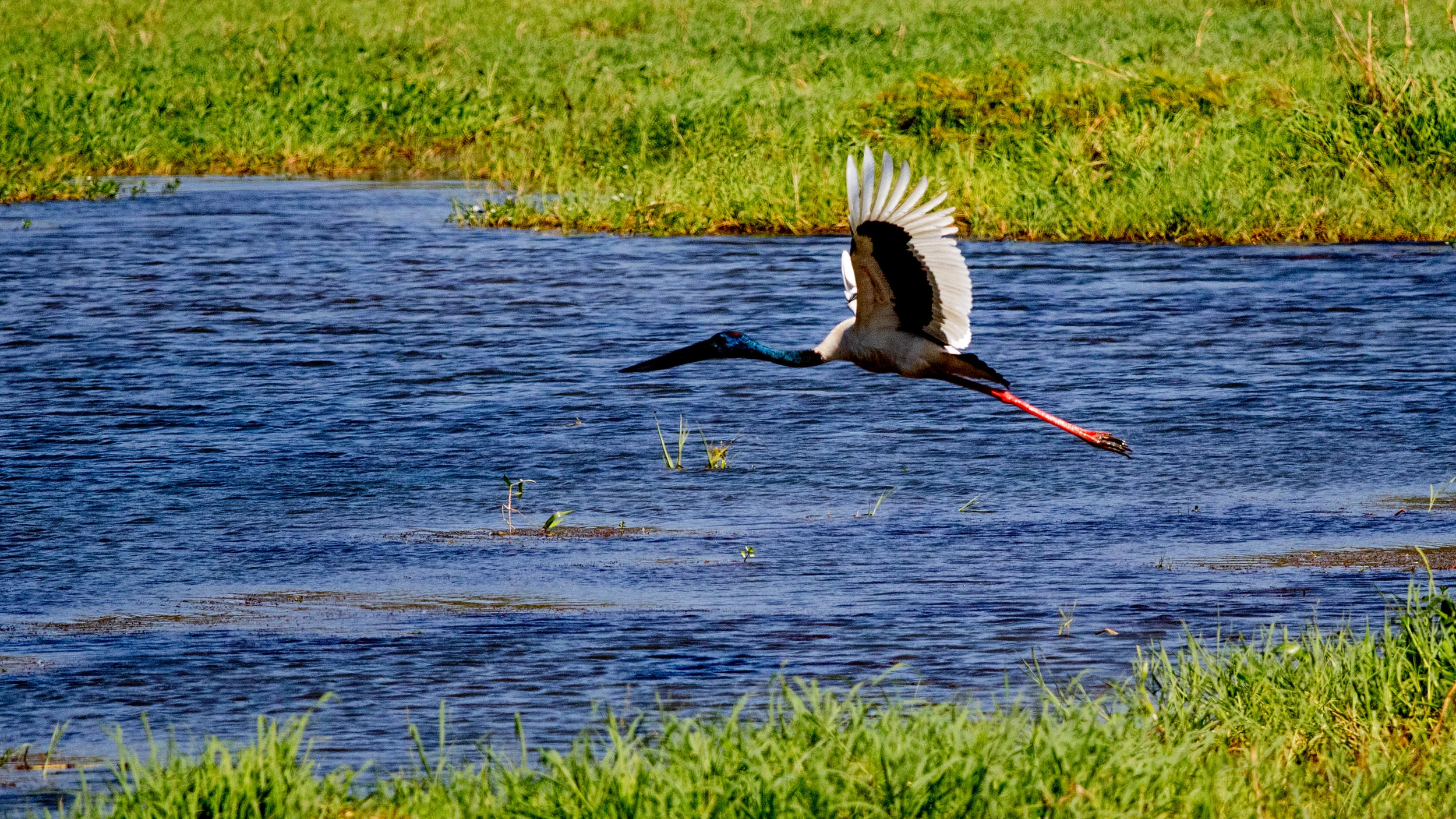 jabiru-wetlands-NT.jpg