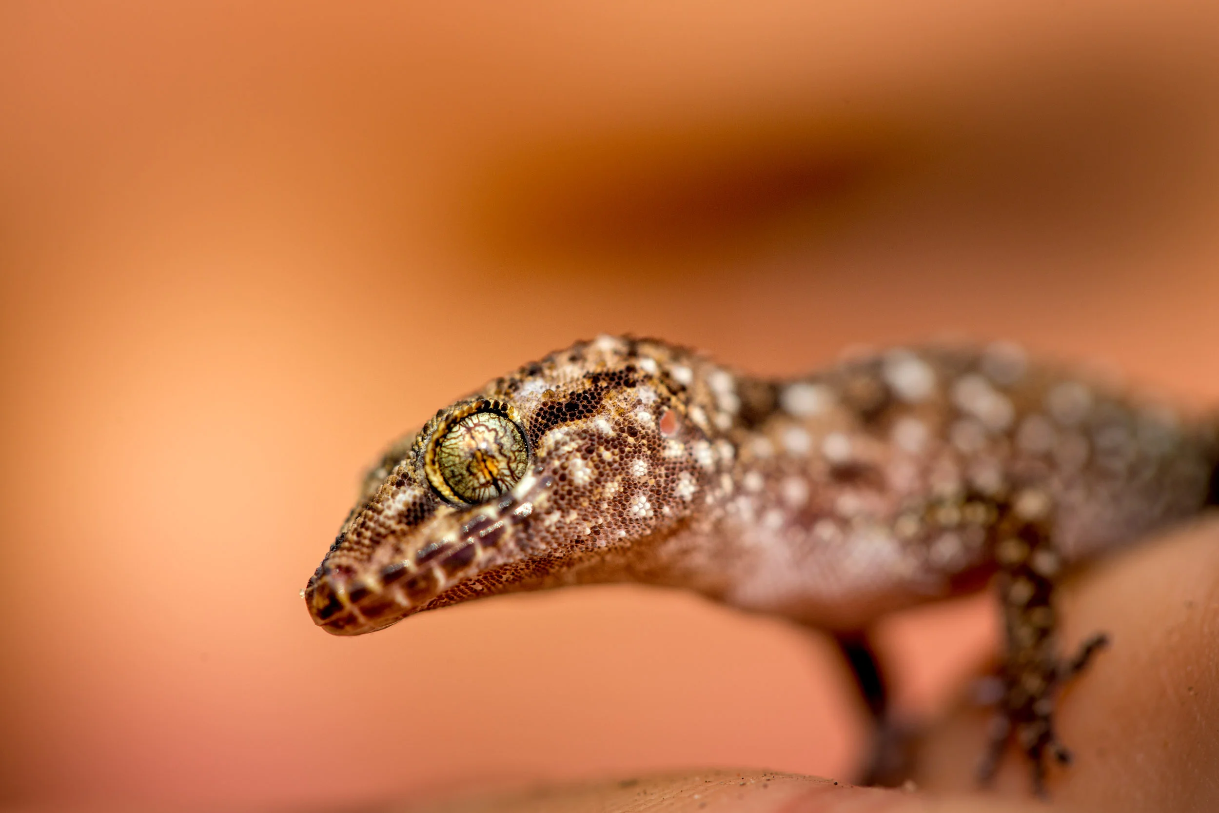 reptiles-northern-territory.jpg