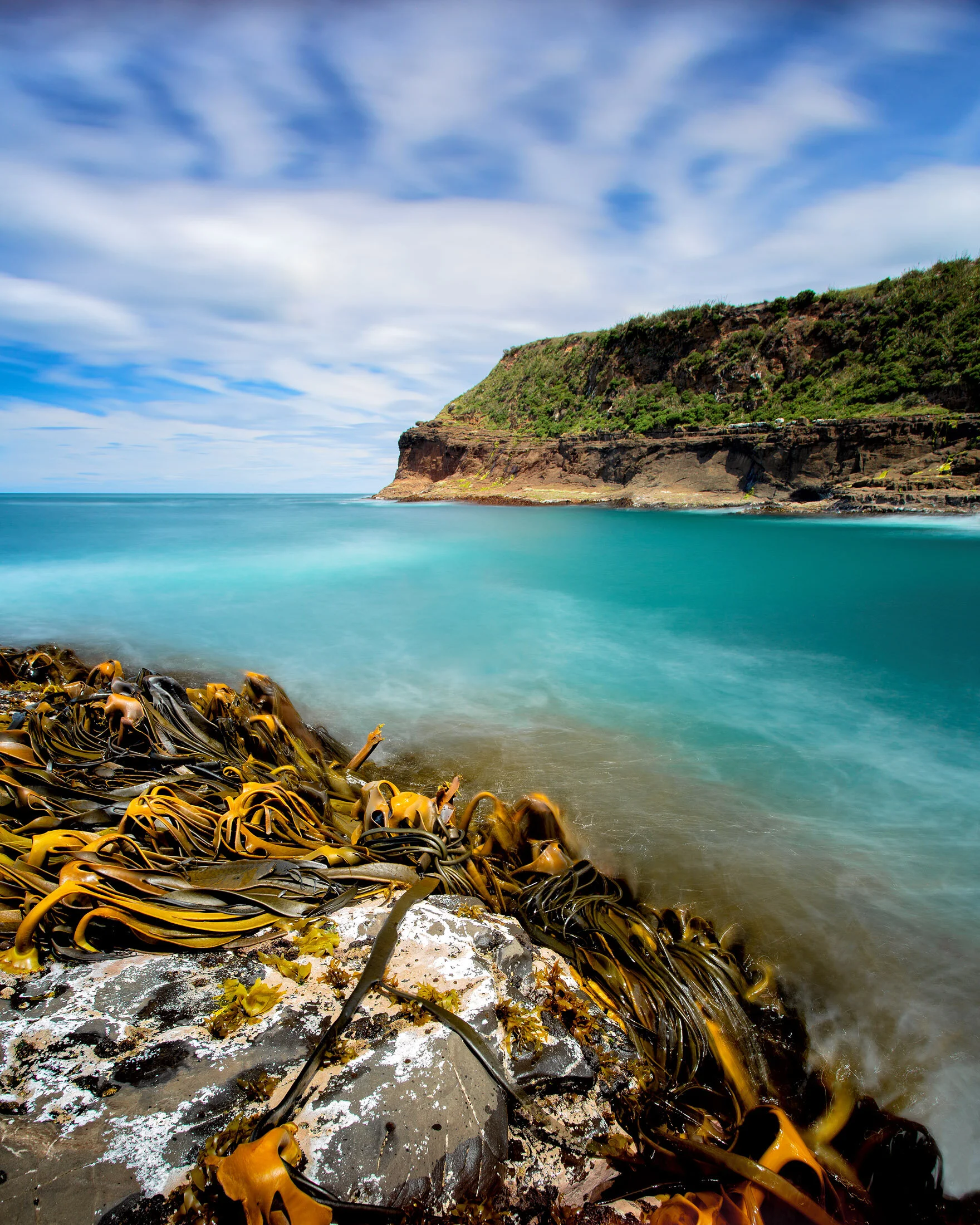 new-zealand-south-island-coastlines-kelp.jpg
