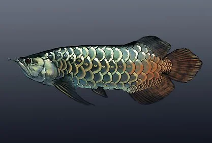 asian-arowana.jpg