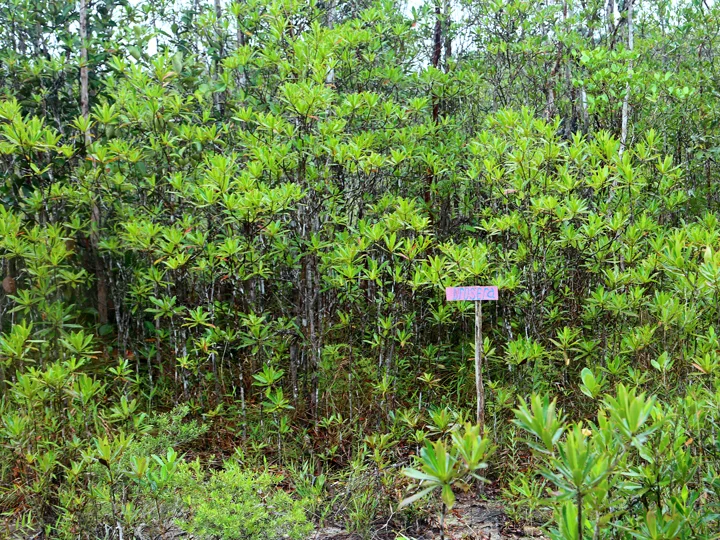 Cendil Heath Forest