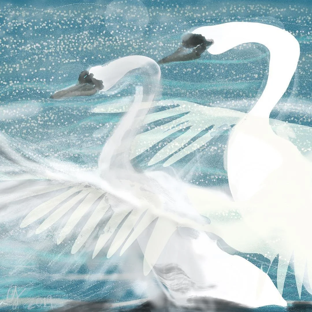 Swans