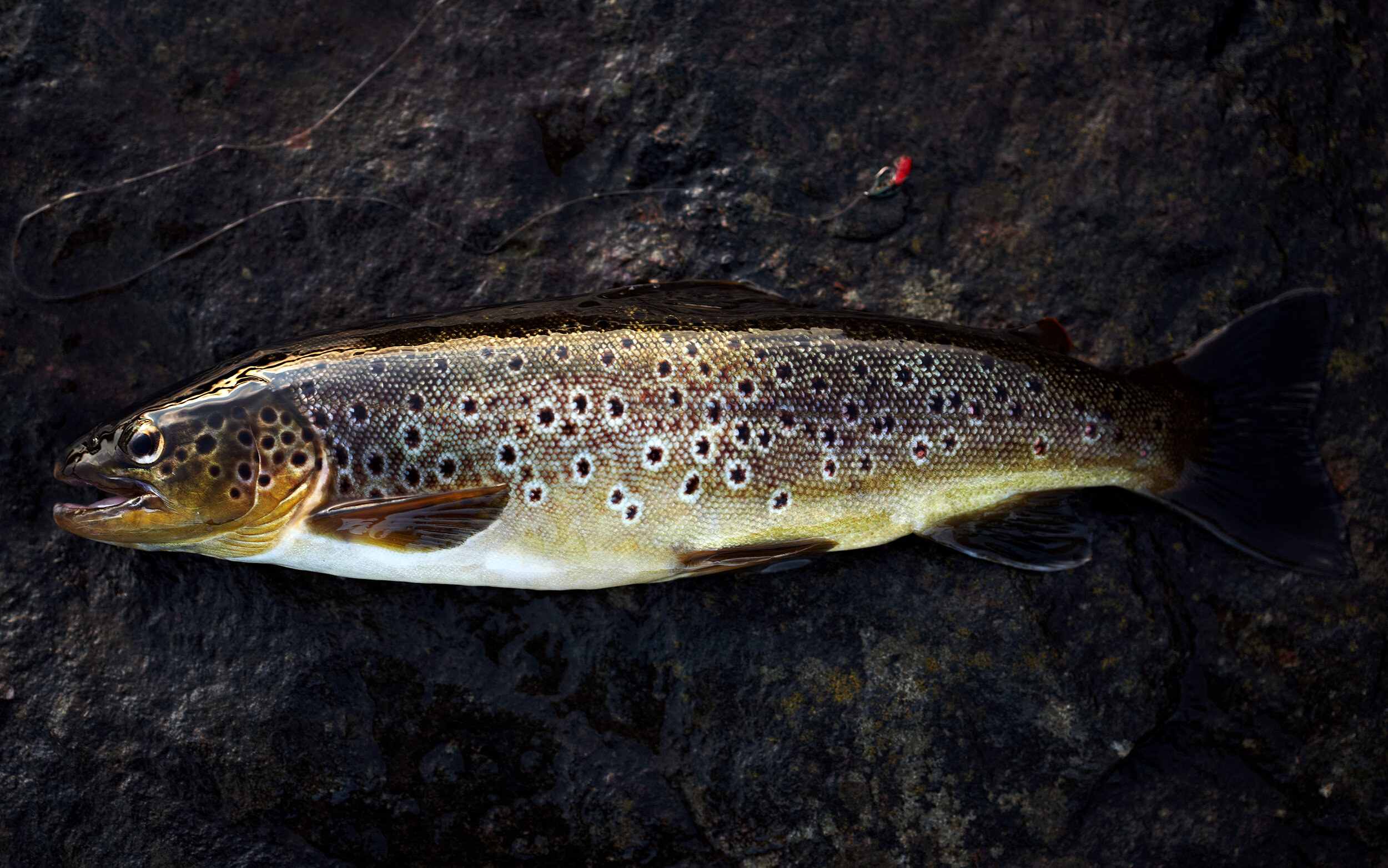 Brown Trout -139_1.jpg