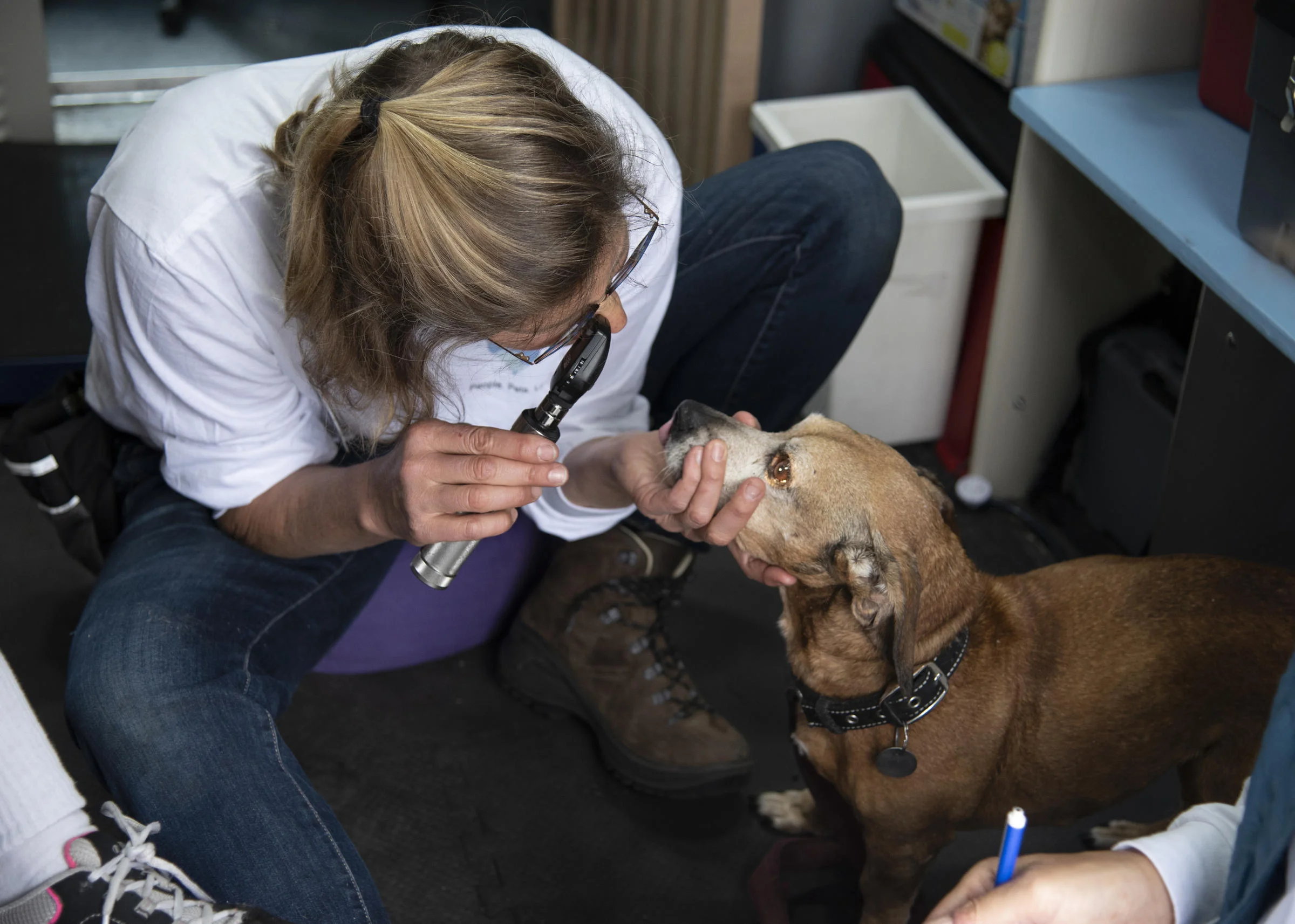 Seattle Veterinary Outreach helps pets on the streets — and their owners, too