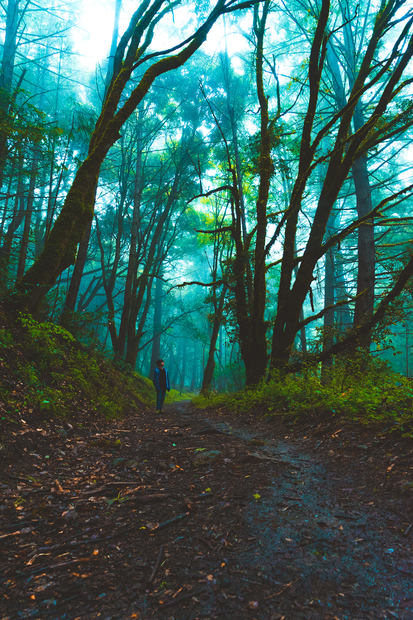 Hiking in a Forest 1