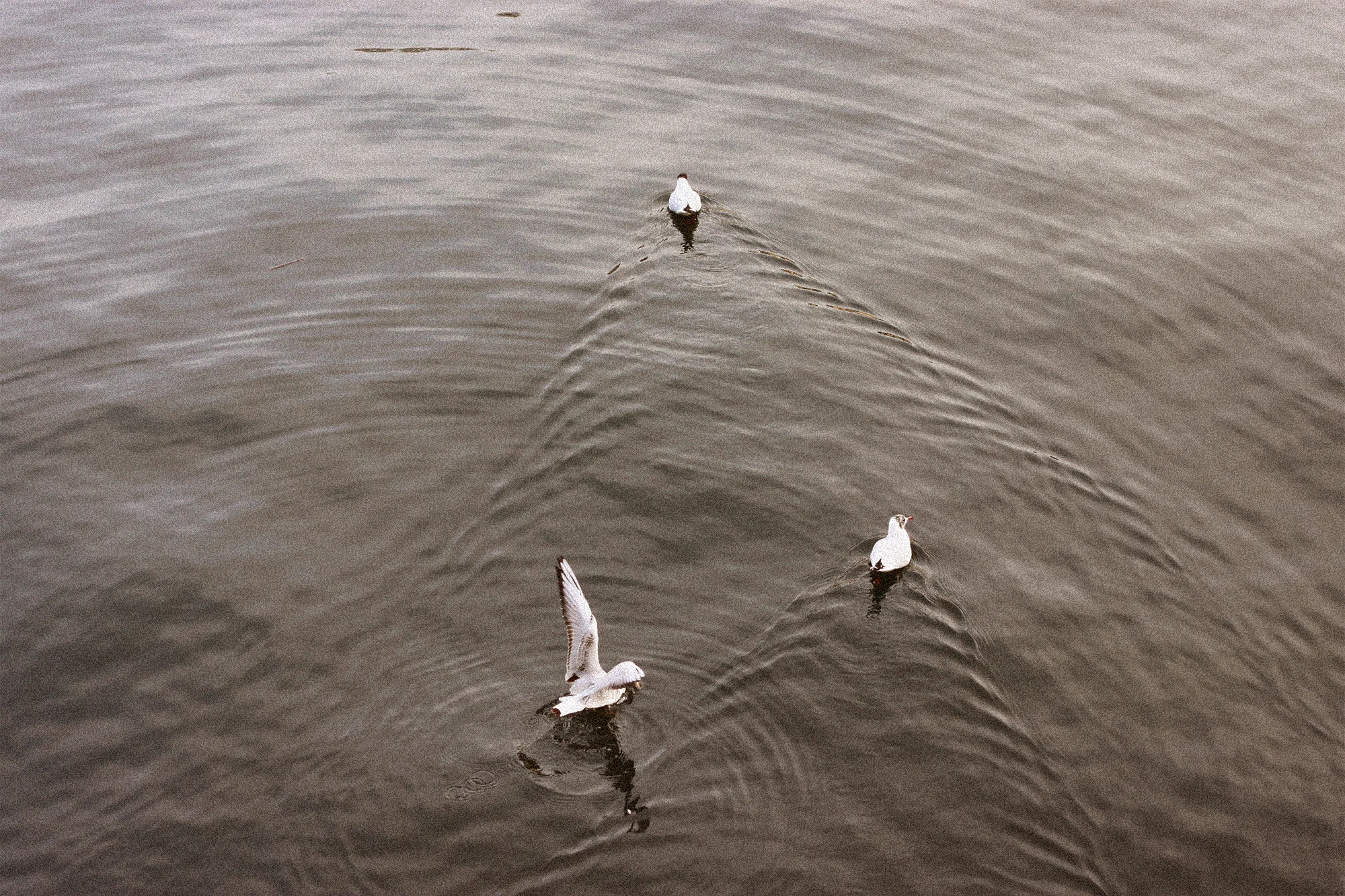 ruff-alias-singapore-art-digital-creative-illustrator-world-travel-solo-photography-germany-berlin