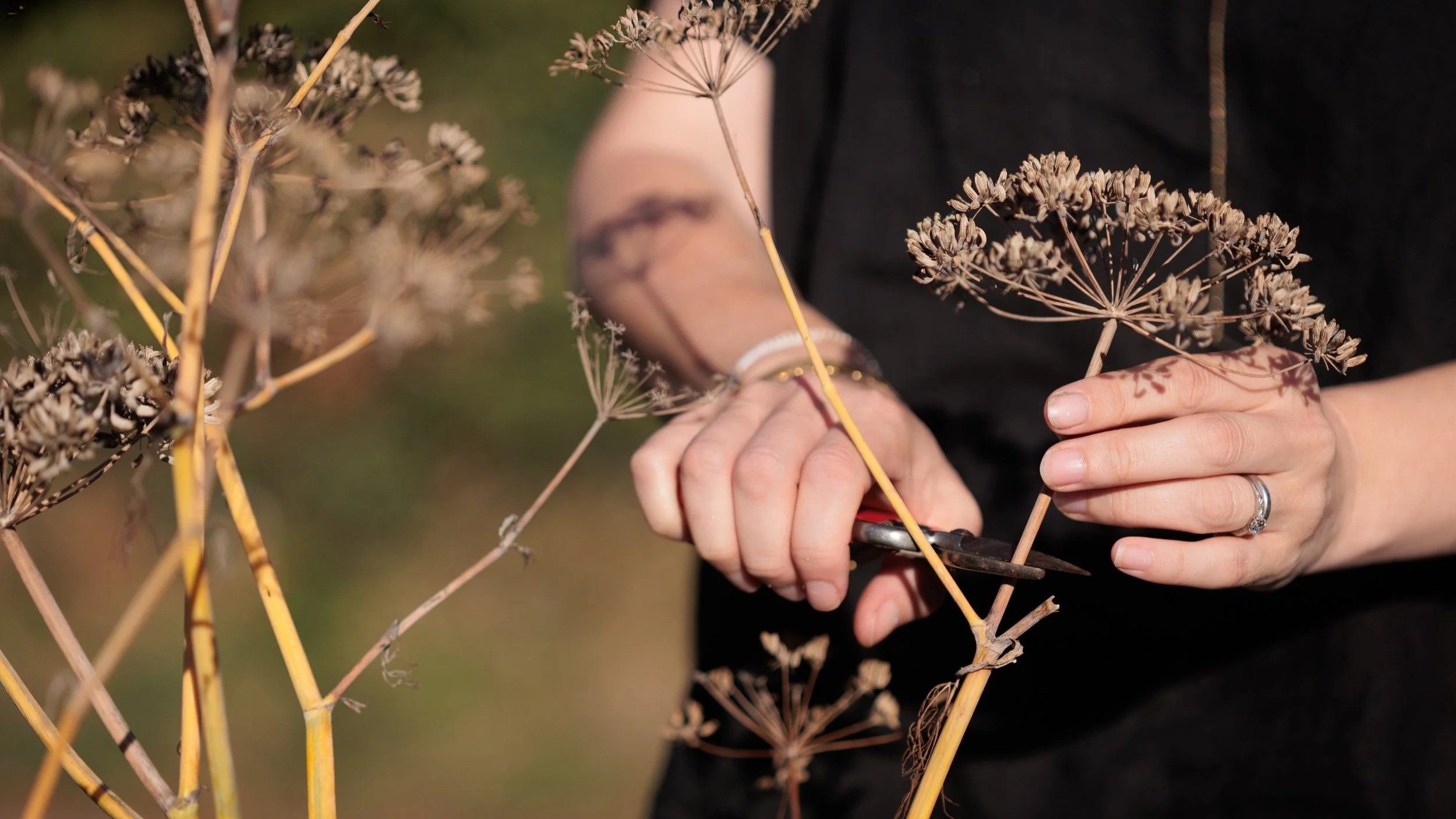 Michaela Murphy therapist holding dried plant stems and using scissors to cut them outdoors.
