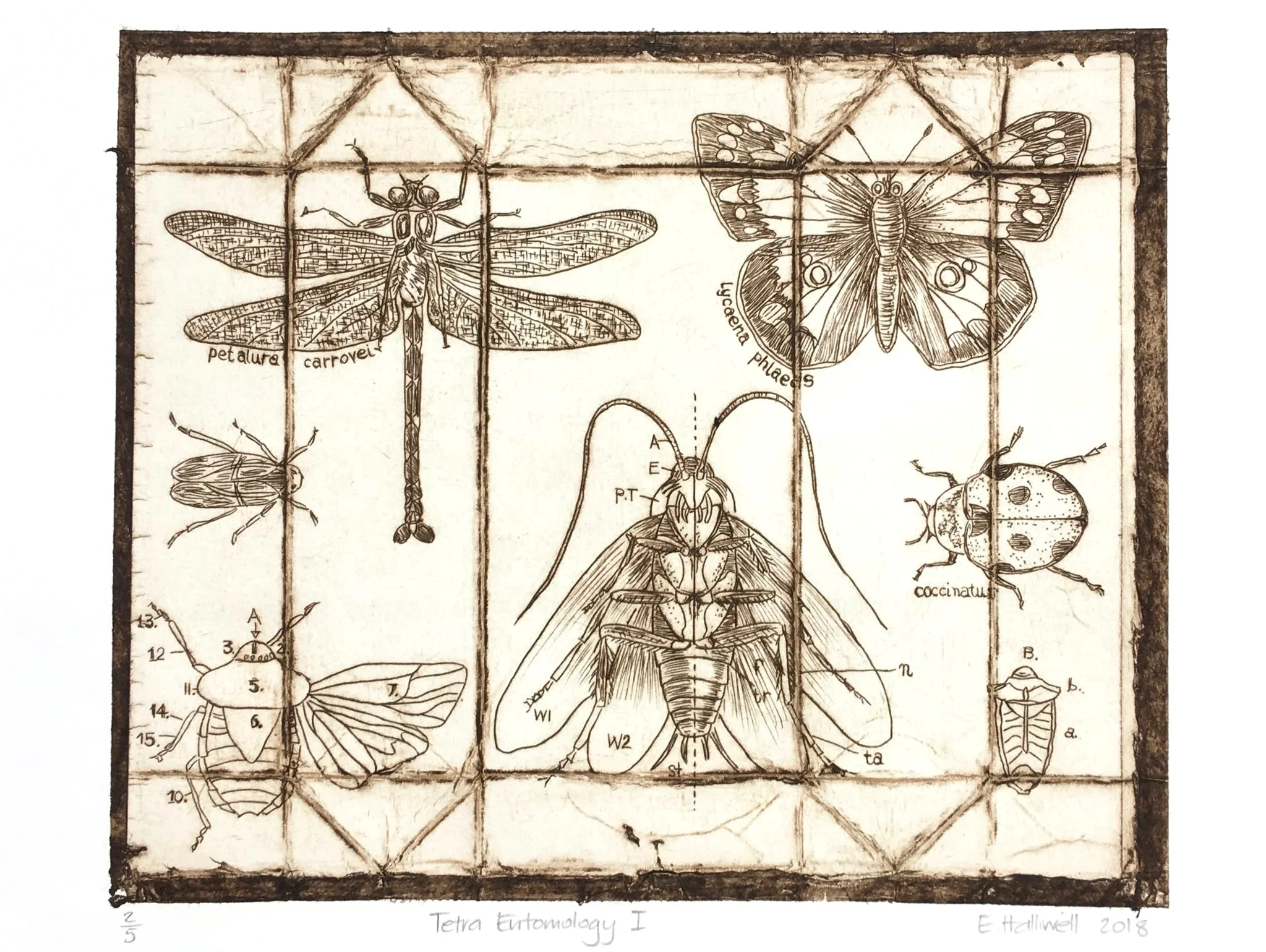 "Tetra Entomology I" 2018