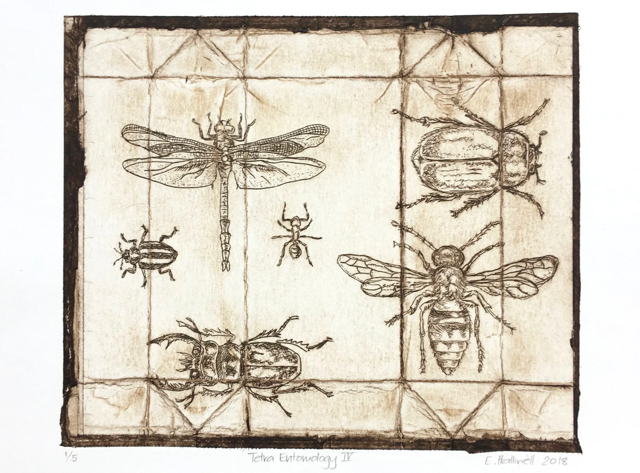 "Tetra Entomology IV" 2018