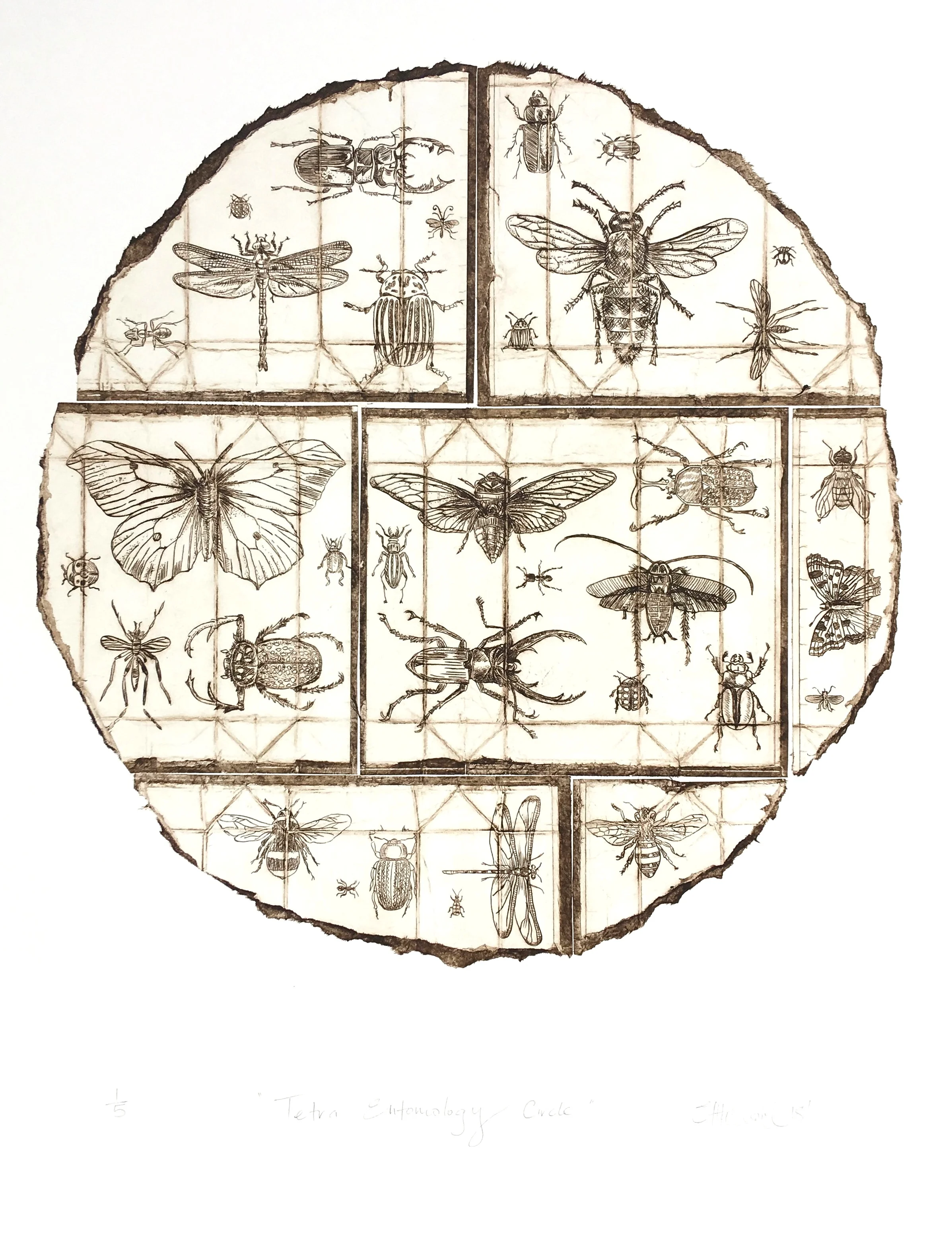 "Tetra Entomology Circle" 2018