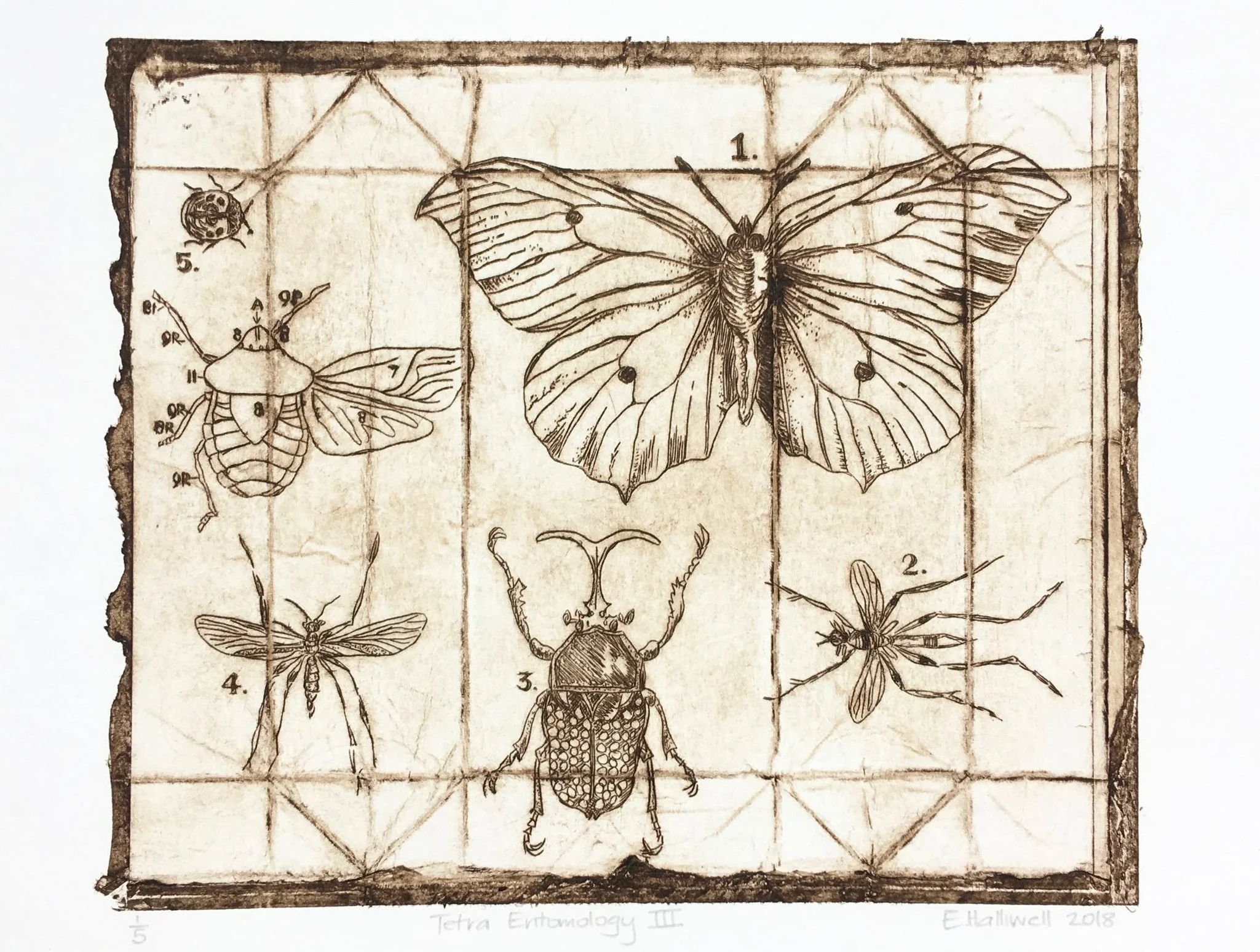 "Tetra Entomology III" 2018