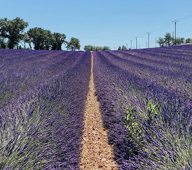 Et au bout du chemin... la magie violette de la belle saison des lavandes 💜