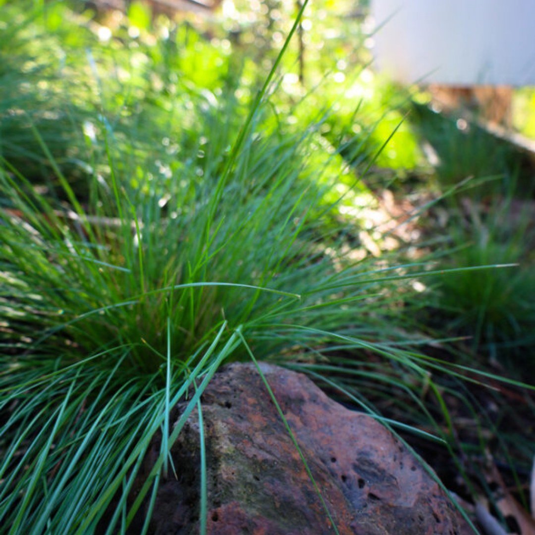 Grasses thrive in the harshest conditions, reminding us that adversity is not an obstacle, but an opportunity for growth. 🌱💪

#AdversityAdvantage #Greenexteriors #landscapebeauty #plantlove #plantart #plantstagram #Australiangardens #gardenphotogra