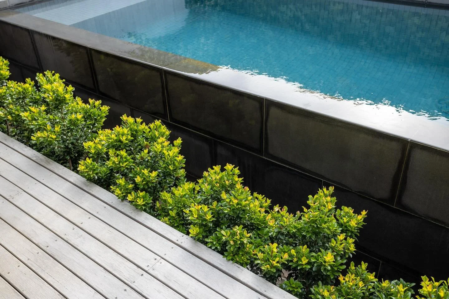 Rhaphiolepis &lsquo;Oriental Pearl&rsquo; the perfect choice for gardens around pools due to it&rsquo;s high tolerance to salt spray

Photography: Simon Griffiths Photography
Designer: @benscott_design 

#Greenexteriors #gardengoals
#plantlife #lands