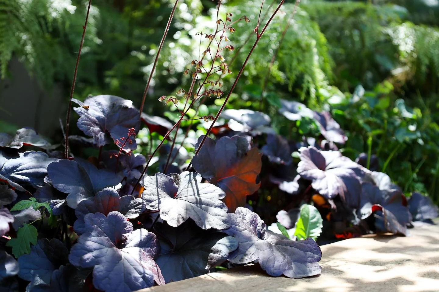 Heuchera &lsquo;Magnum&rsquo; the stunning textural leaves with upright slender stems of pink bell flowers - a standout feature in any garden bed

Photography: @nowuc_digital 
Design: @danieltyrrelllandscapes 

#Greenexteriors #gardengoals
#plantlife