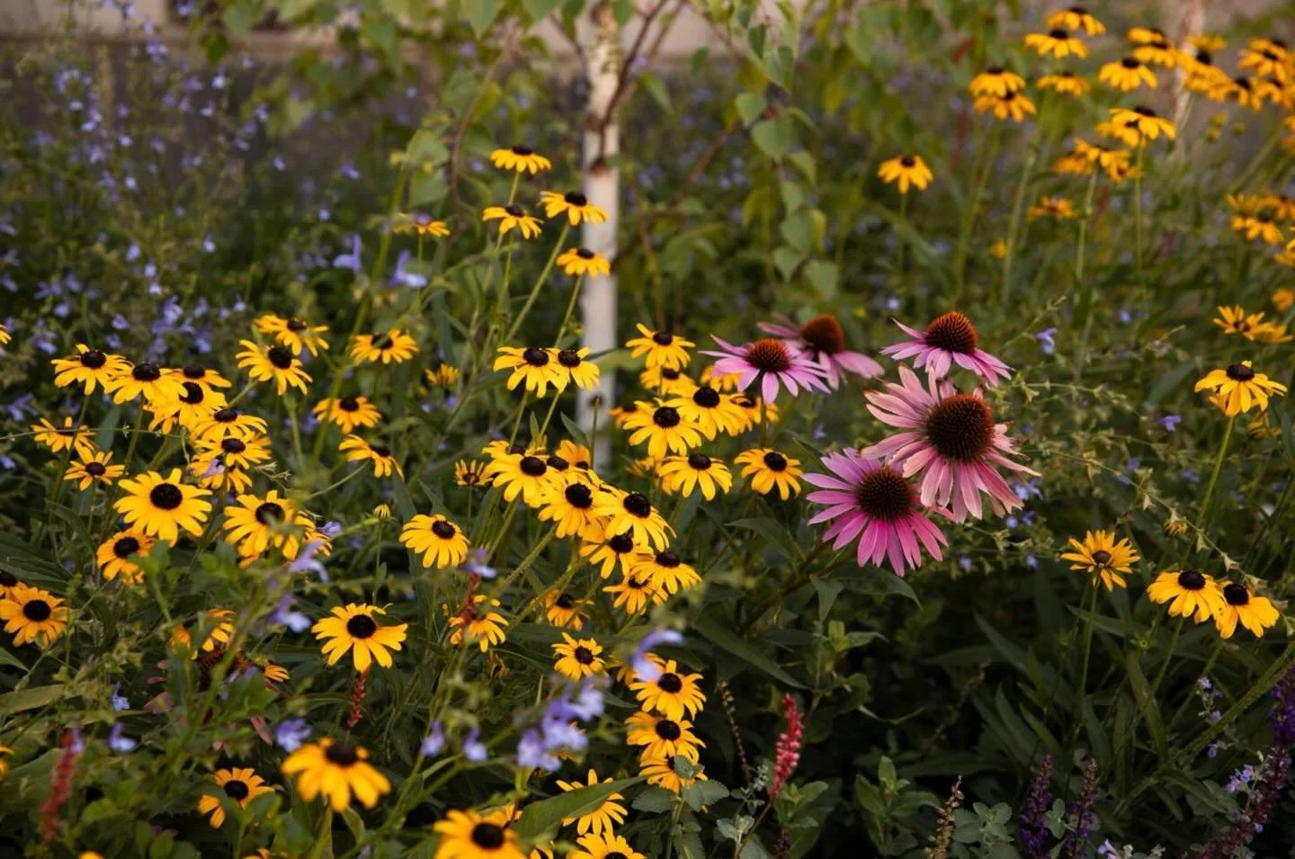 Layered planting and bursts of seasonal colour bring this Prahran garden to life - featuring Rudbeckia and Echinacea purpurea &lsquo;Magnus Superior&rsquo; in full bloom 🌸

Designer - @saintremystudio 
Photography- @gemmola 

#greenexteriors #garden