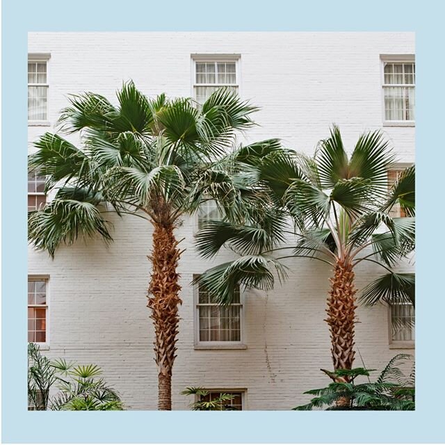 What are the advantages of scheduling your feed in advance?⁠
⁠
🌴 You can make a clear plan that coincides to your marketing strategy and important dates in your business⁠
⁠
🌴 It's easy to see what posts might be missing and give you the opportunity to make sure your feed is balanced between content to grow, sell &amp; brand⁠
⁠
🌴 You don't panic post something that isn't relevant or thought out ⁠
⁠
🌴 Instagram will reward you for your consistency ⁠
⁠
🌴 It saves time!⁠
⁠
🌴 You'll still be able to post stories and posts 'on the fly' to keep relevant ⁠
⁠
🌴 It will reduce any stress/ anxiety you have around managing your socials