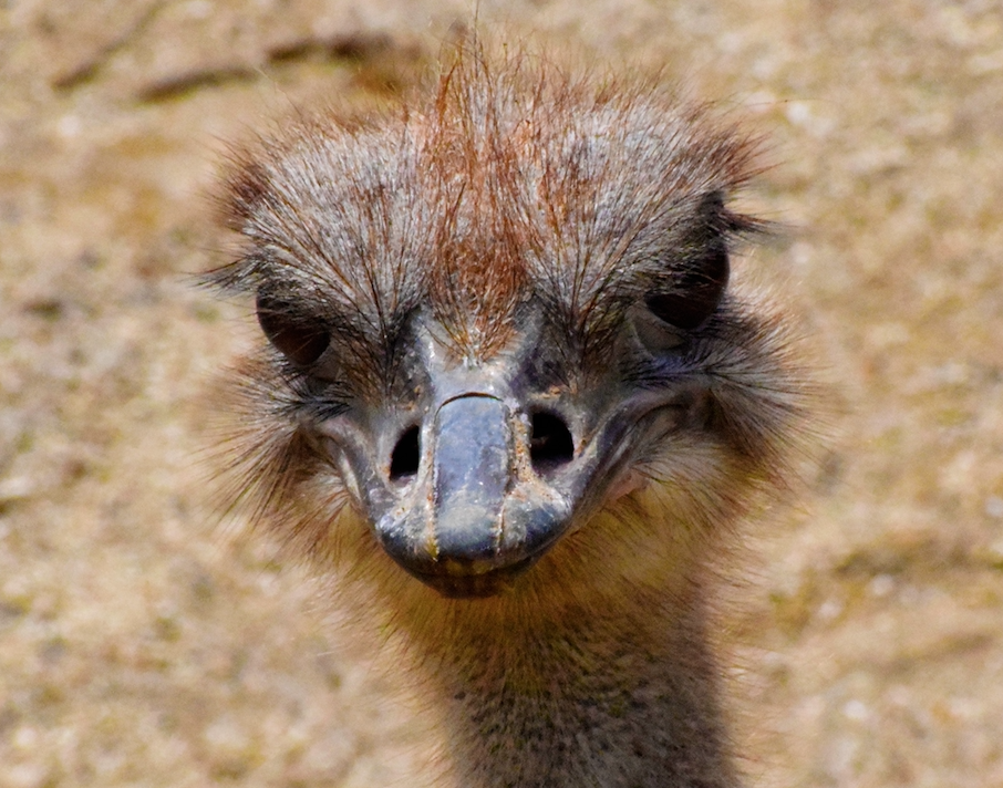 Does Your Adviser Have Their Head In The Sand Fair Return