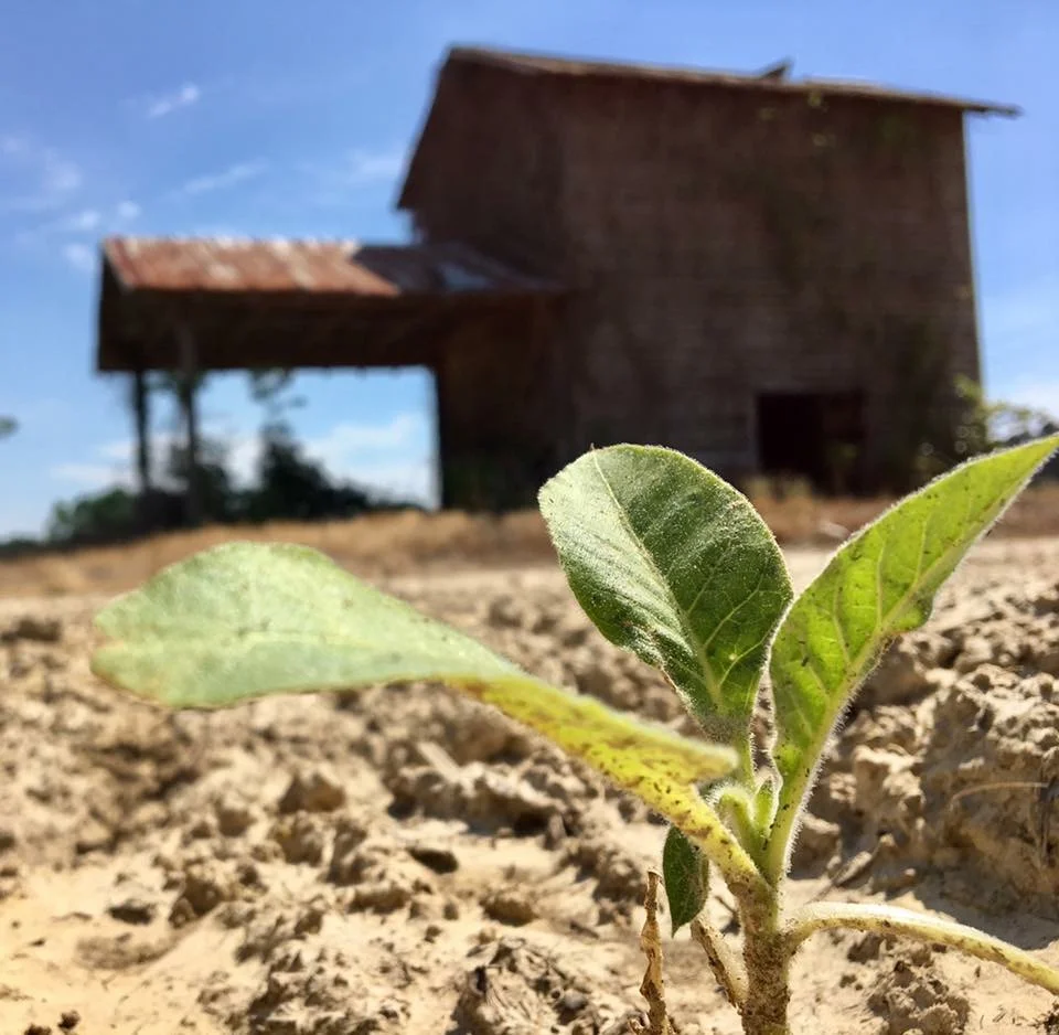 young tobacco plant with barn in back.jpg