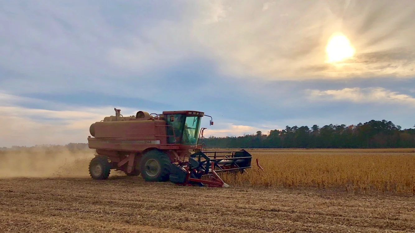 Combine picking beans.jpg