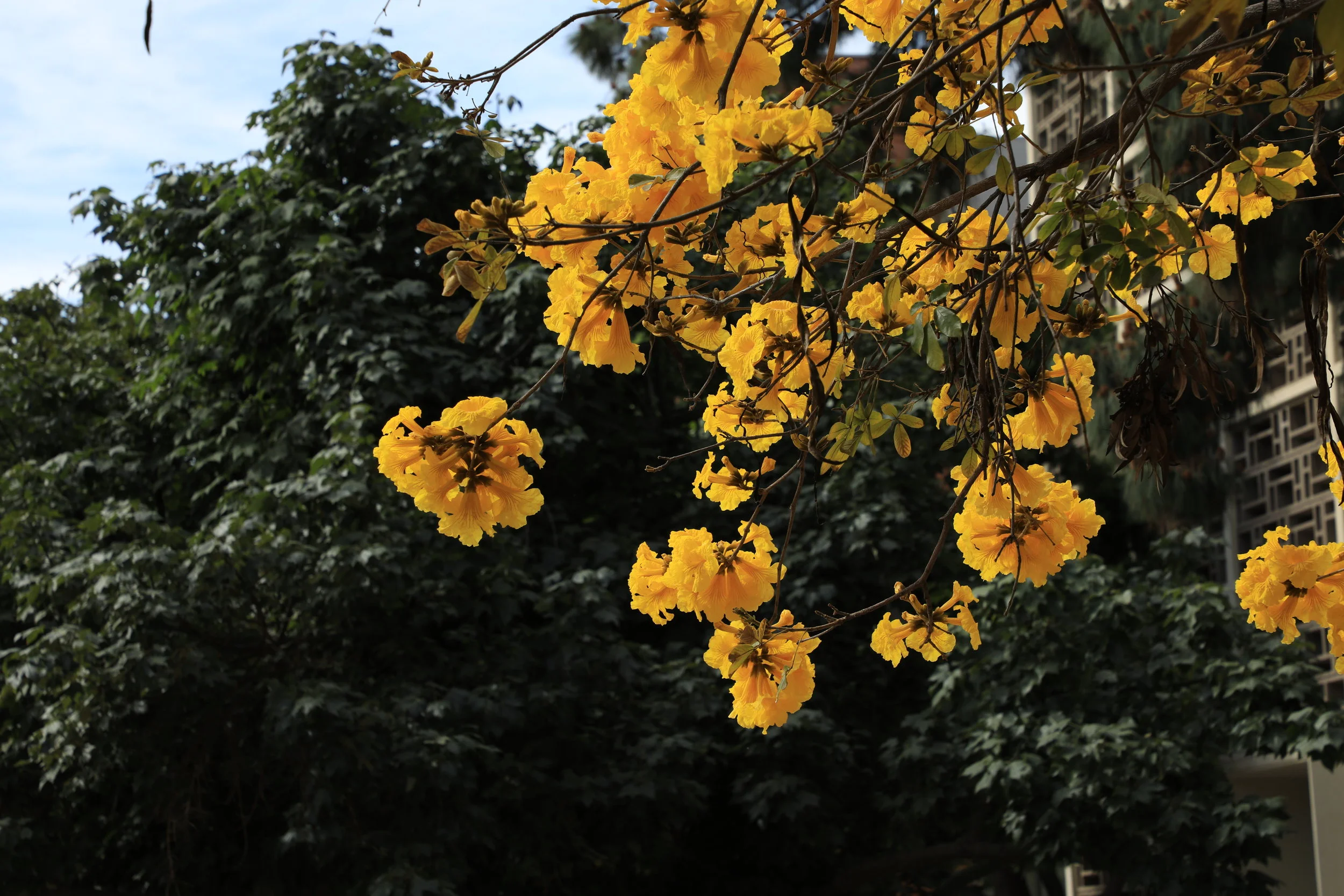 RMH Charity-7233.JPG