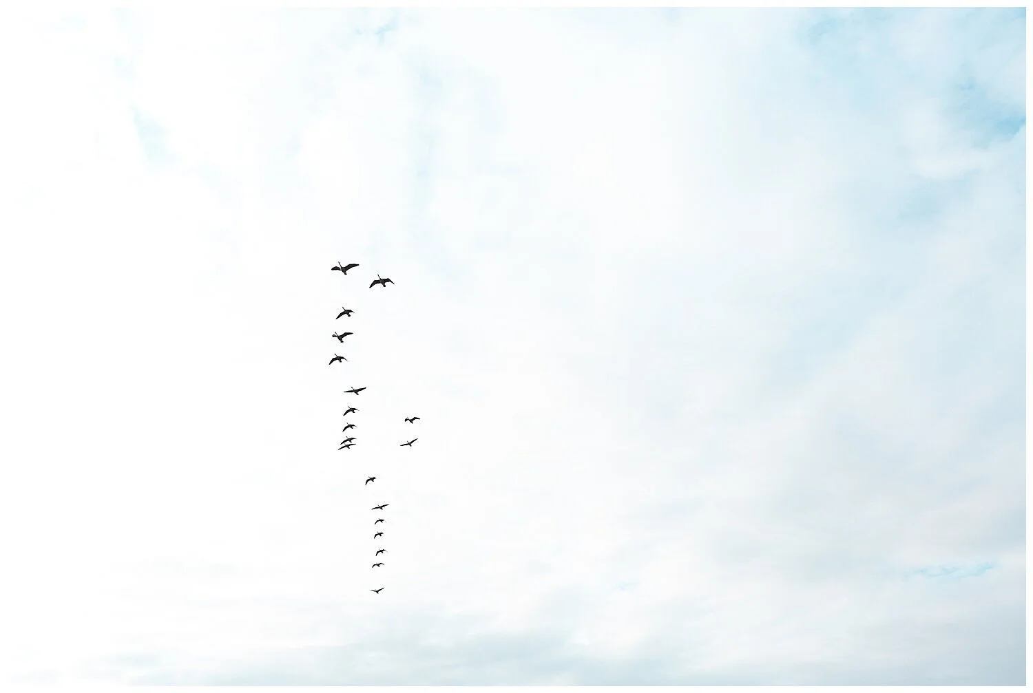 [Poem] Wild Geese