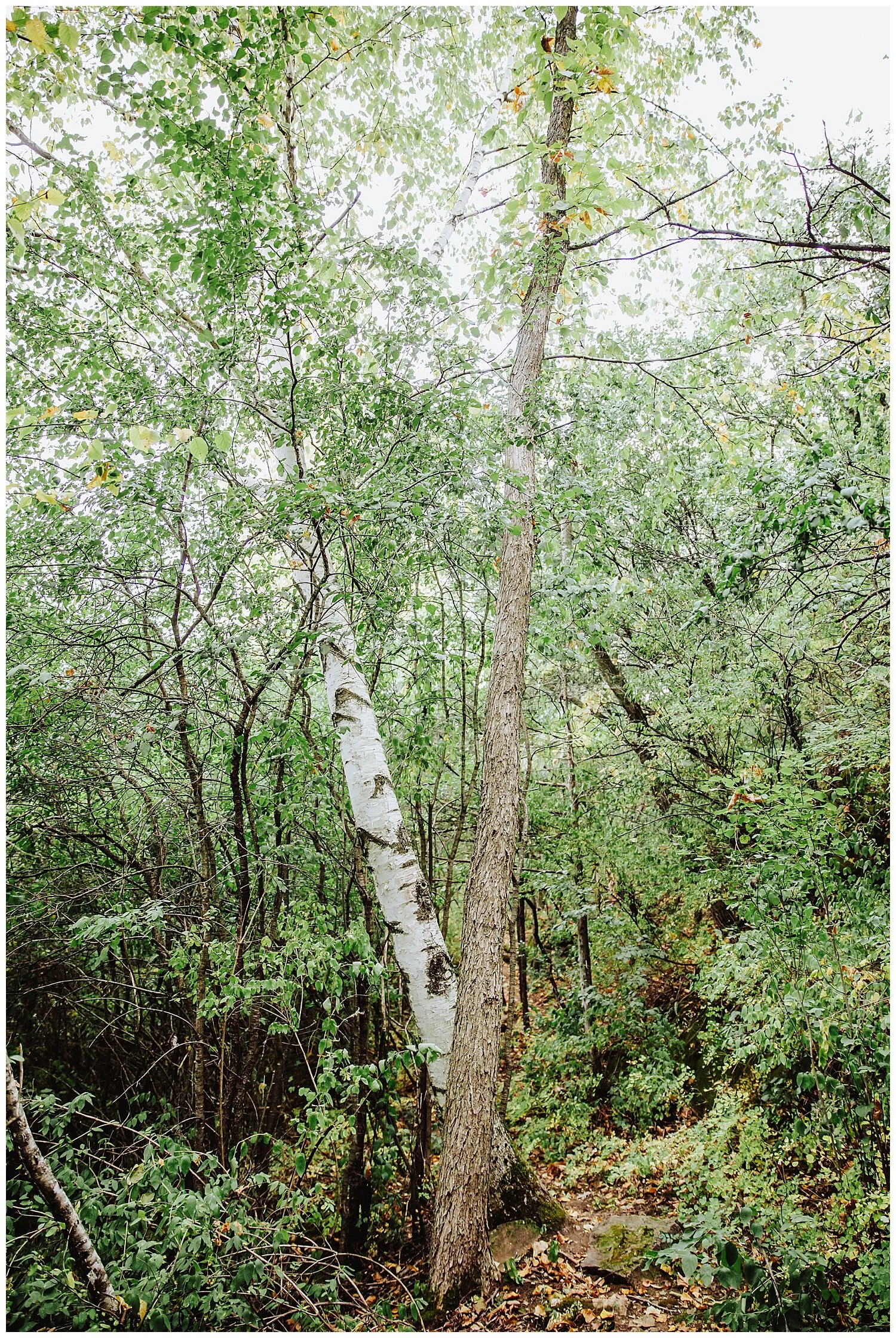 [Poem] Don't Hesitate | Mary Oliver