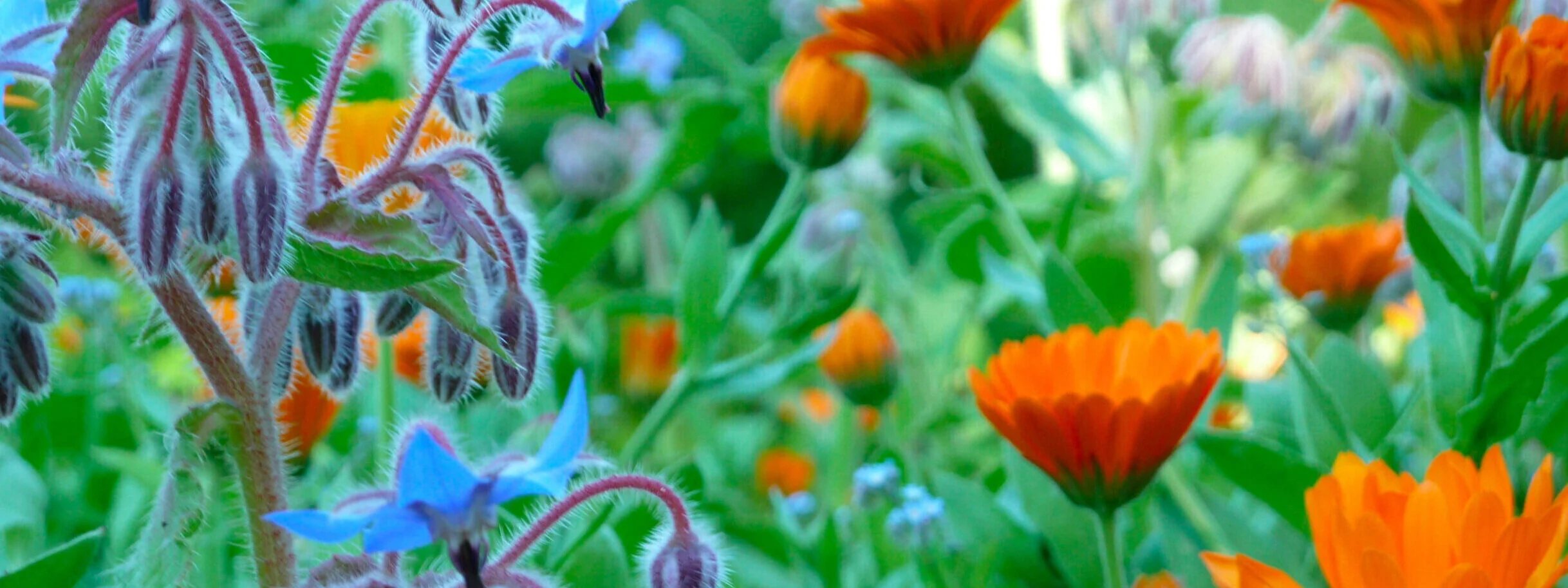 Calendula Flowers and Borago flowers