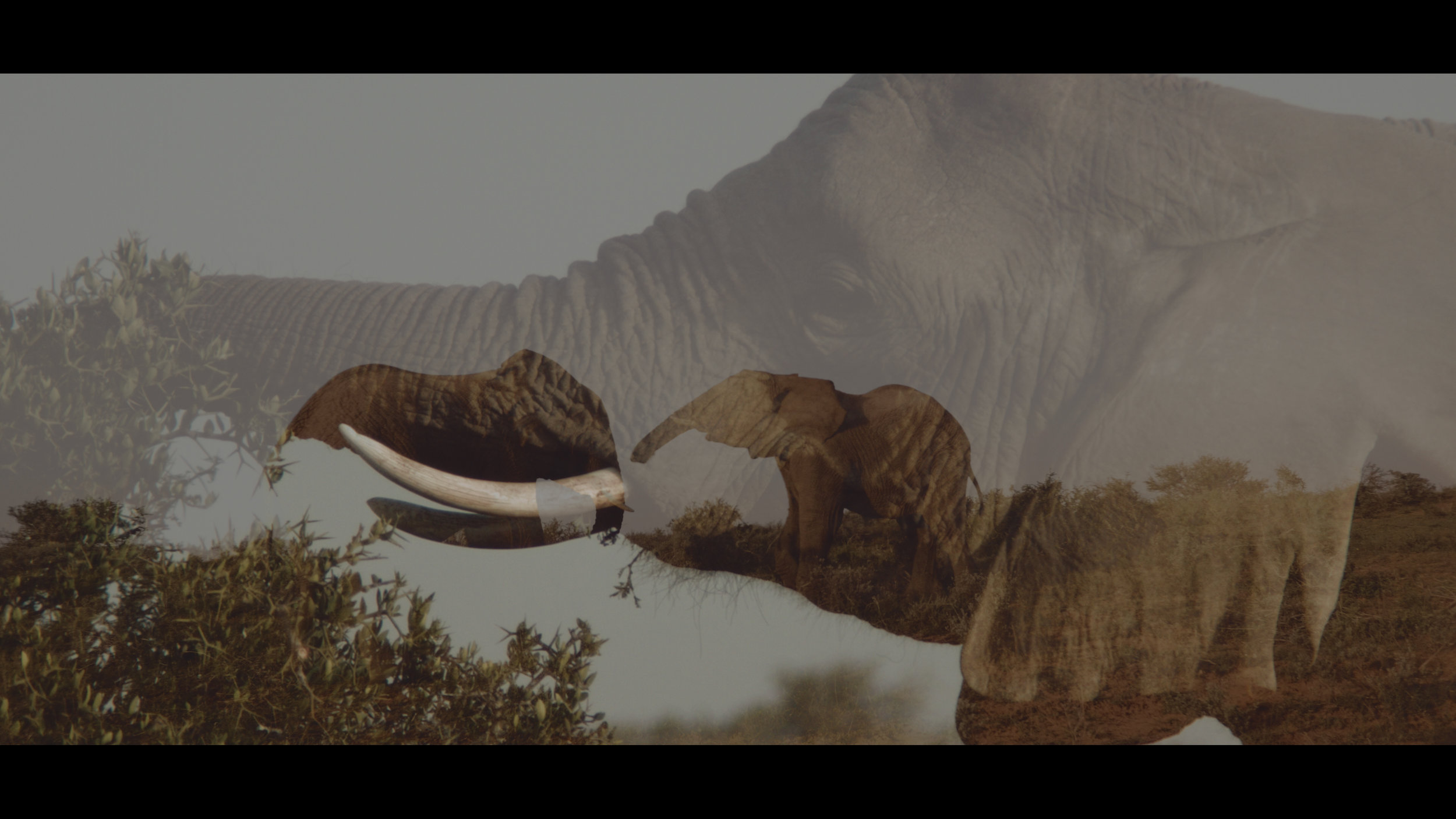 Chester Zoo Videography