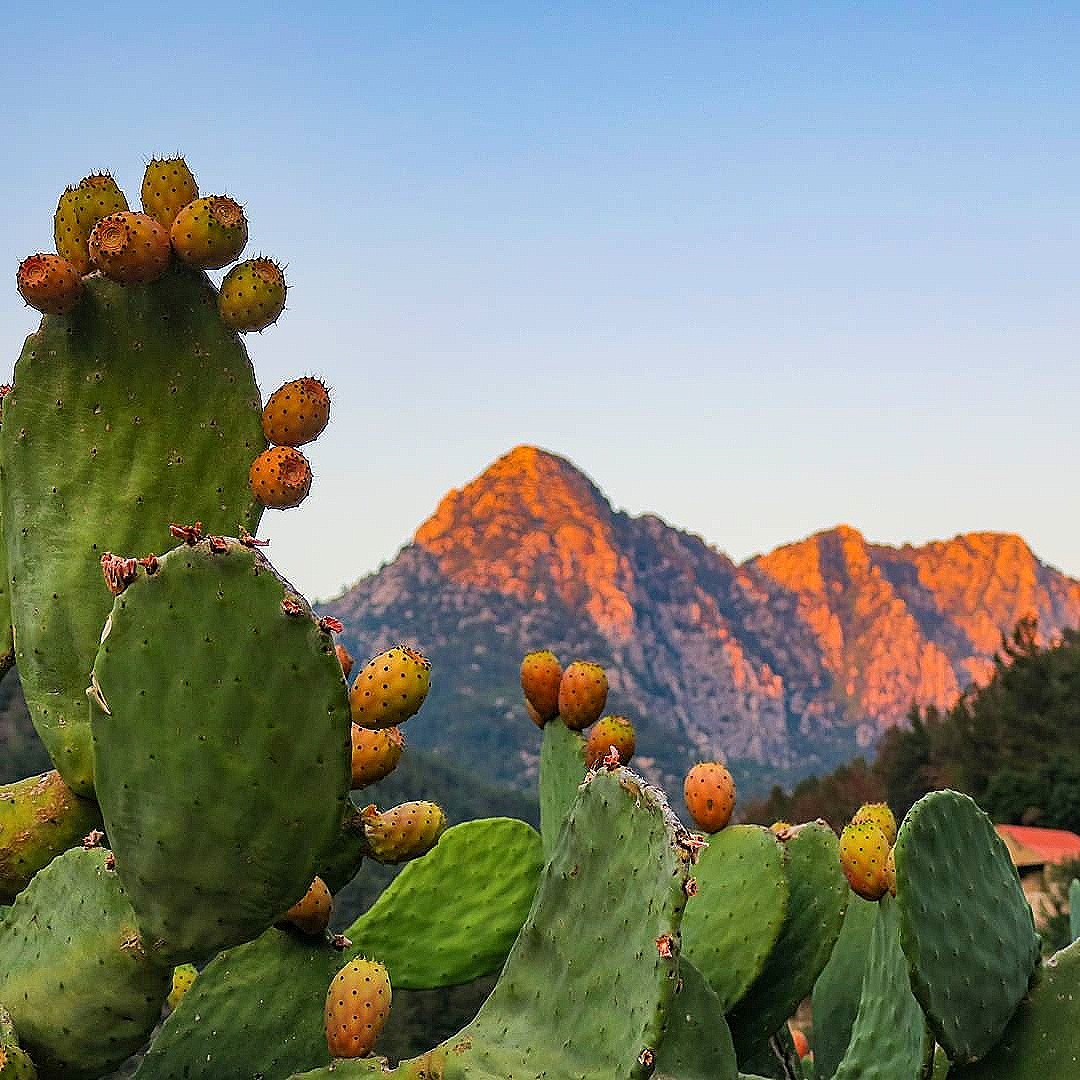 sunkissed-fruits-and-mountains-opuntia-pricklyp-9-9-2017-3-02-50-am-l.jpg