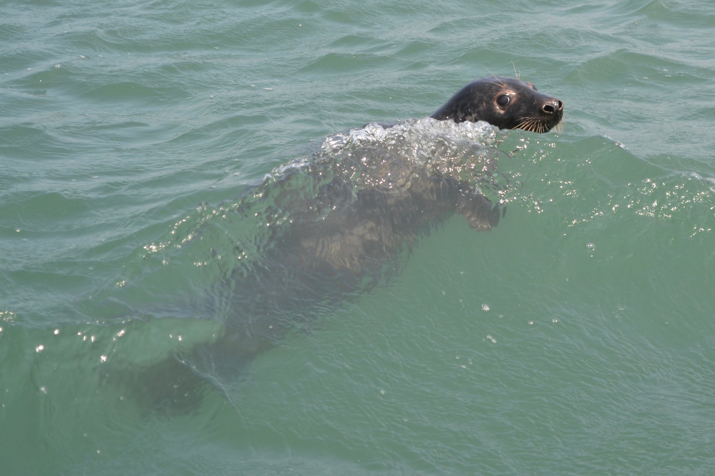 20210619_seal_1.jpeg