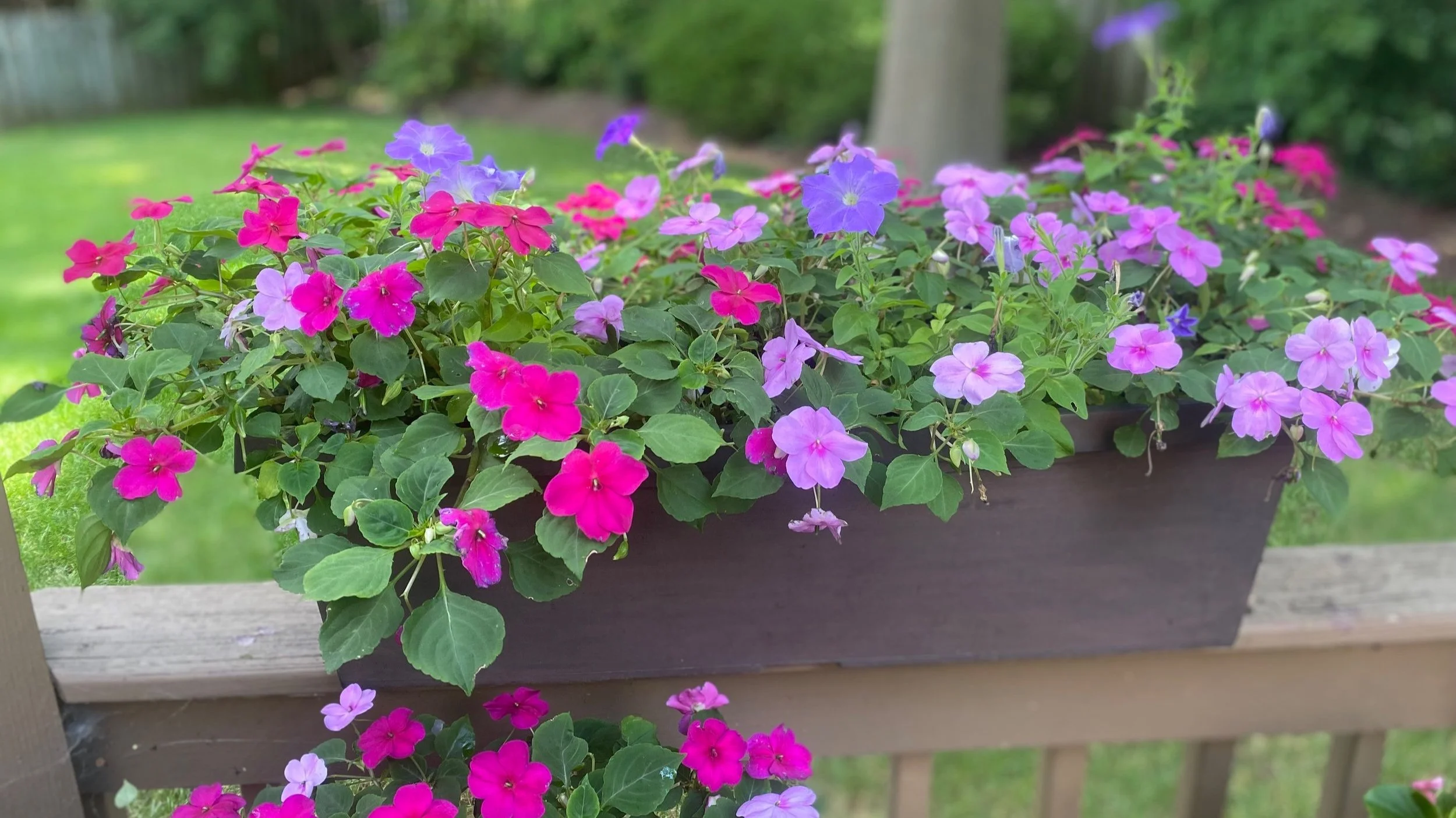 Beauty of the Season