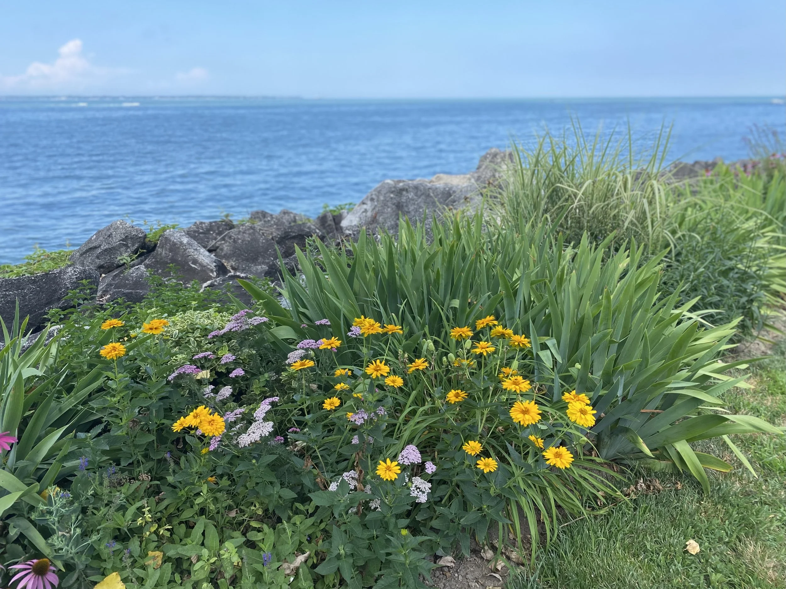 IMG_2351.jpeg