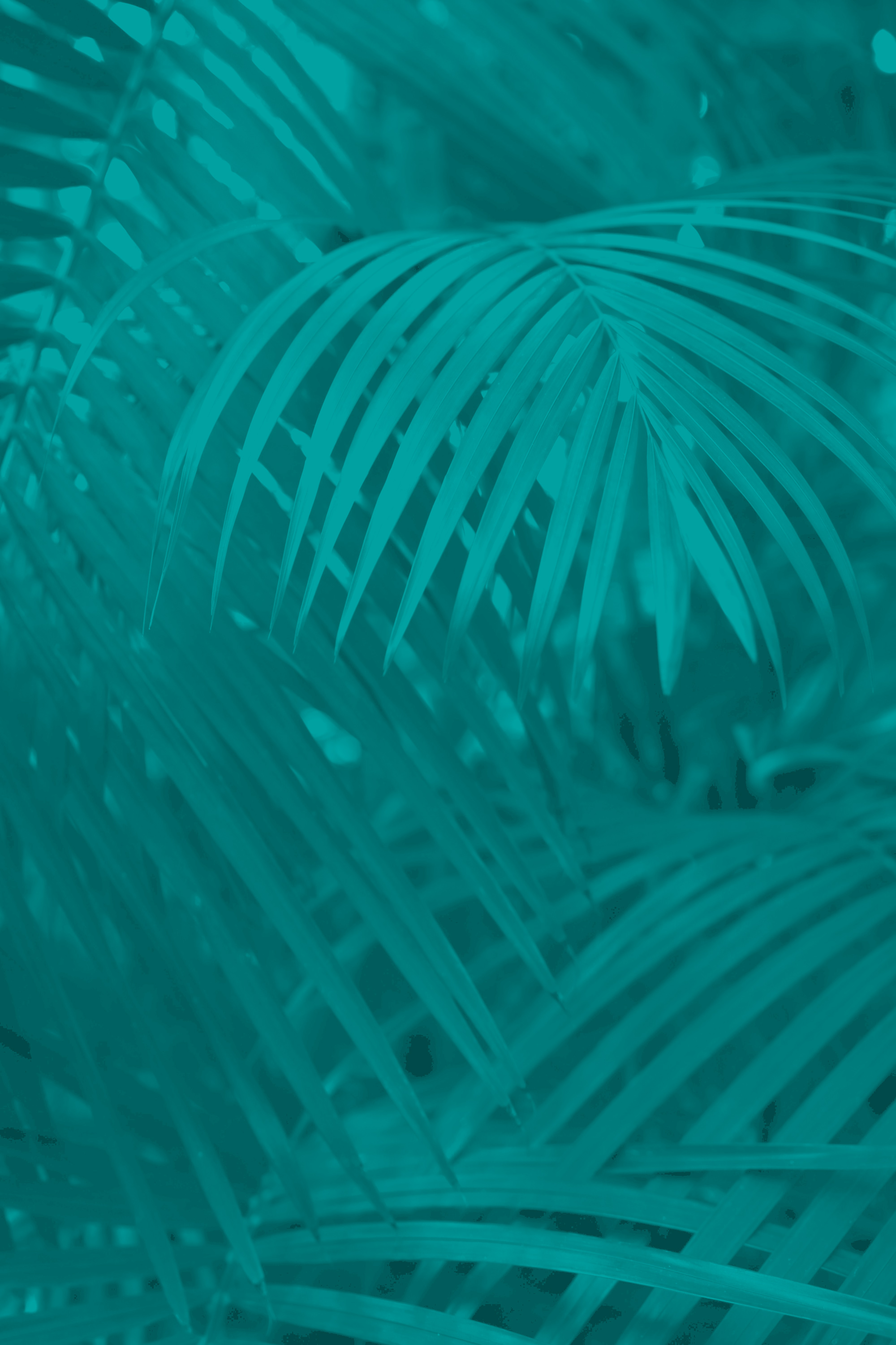 palmetto.jpg