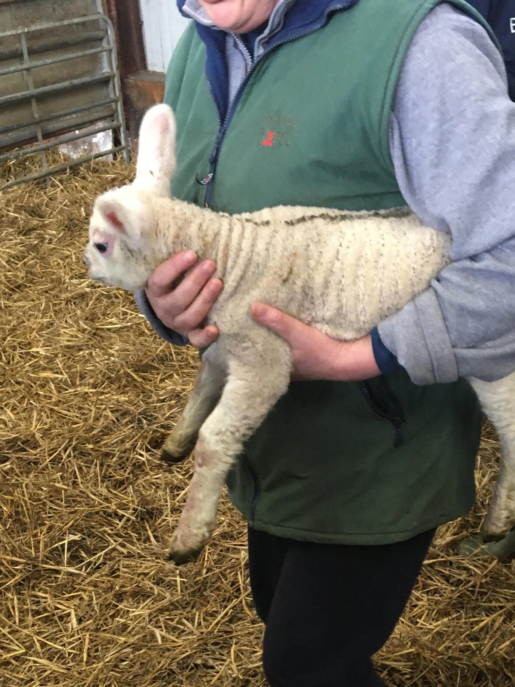 Ag Science Sheep Farm Visit